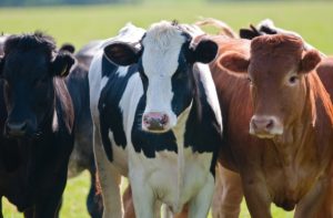 Síndrome do intestino permeável aumenta gasto energético das vacas