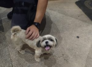 Cachorrinha perdida no centro vai parar na polícia