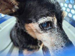 Gama resgata cachorrinho ferido na noite de Natal