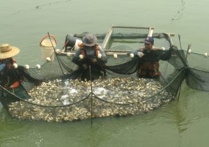 Rio Piracicaba recebe 95 mil pacu-guaçu