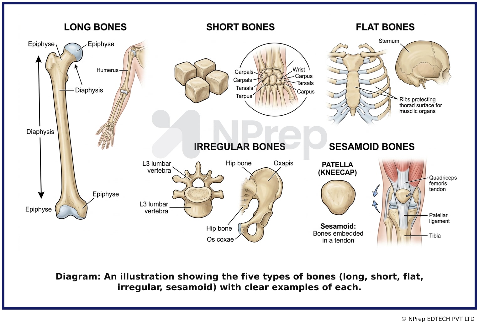 Visual explanation — Related Visual