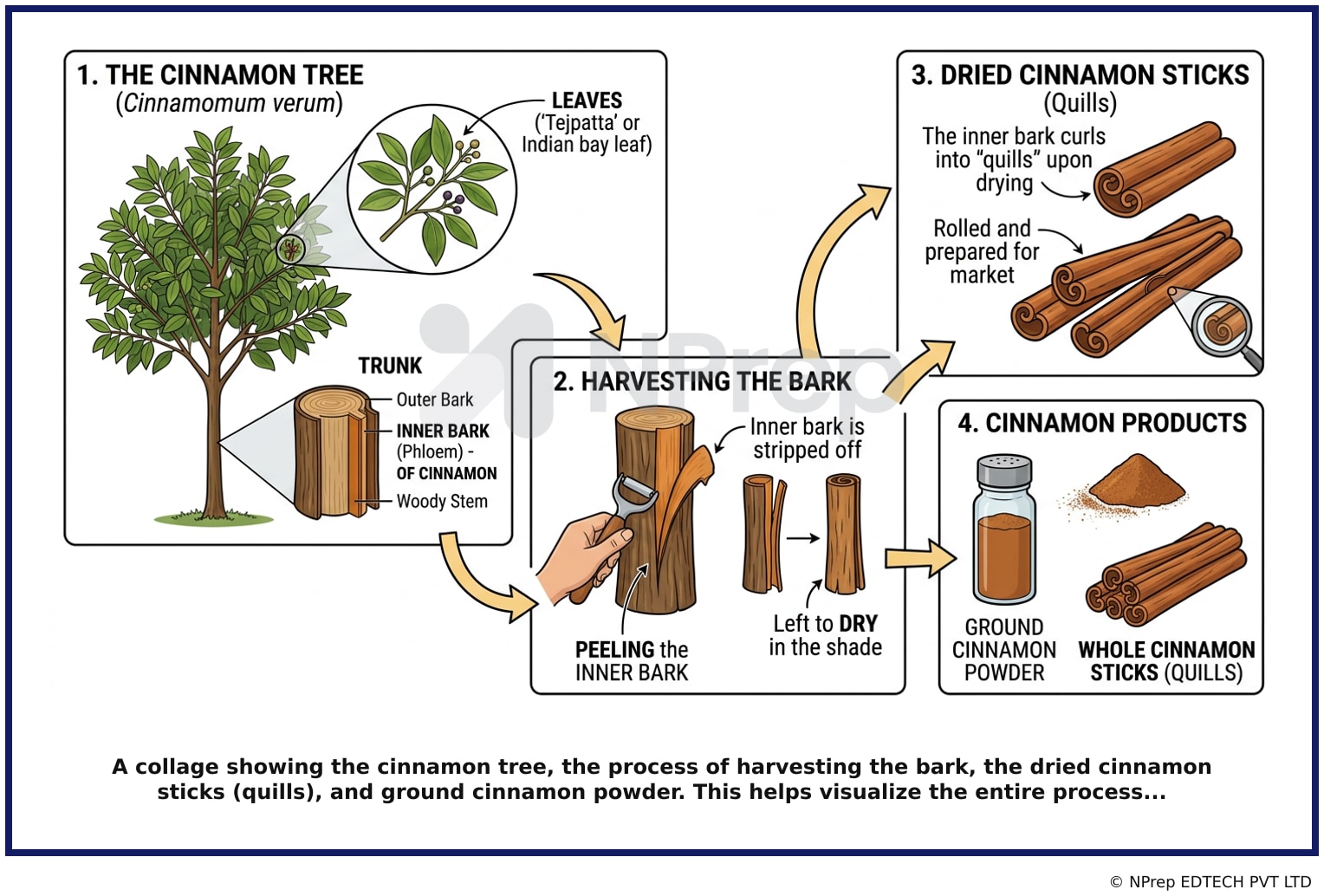 Visual explanation — Related Visual