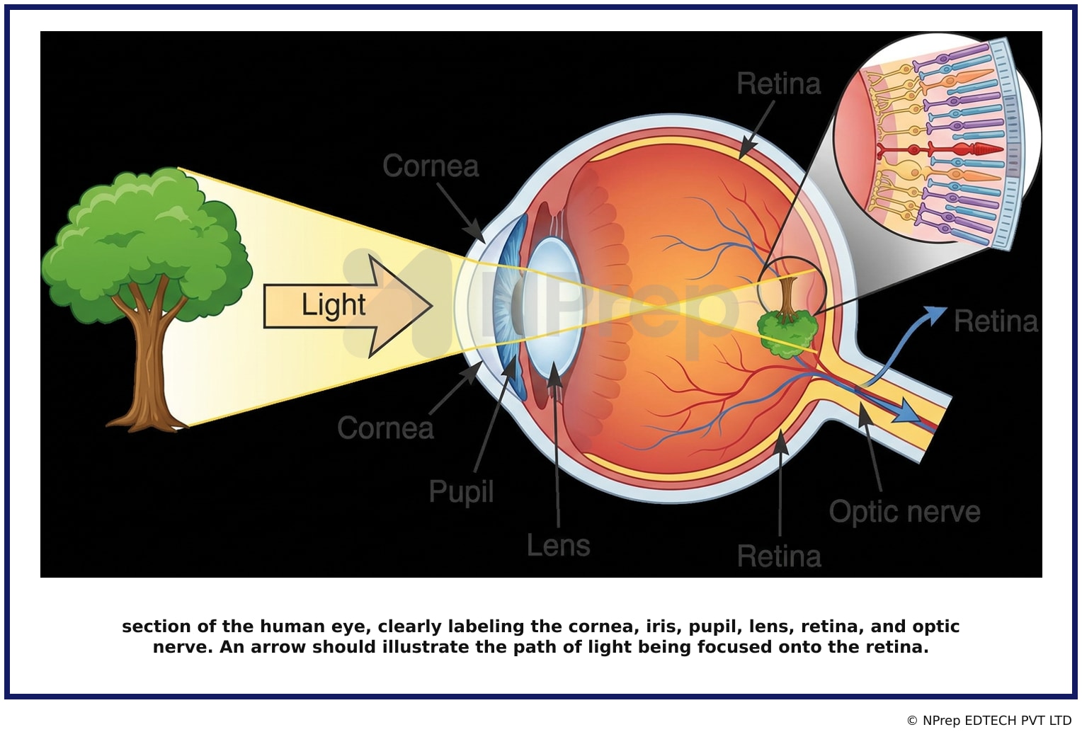 Visual explanation — Related Visual
