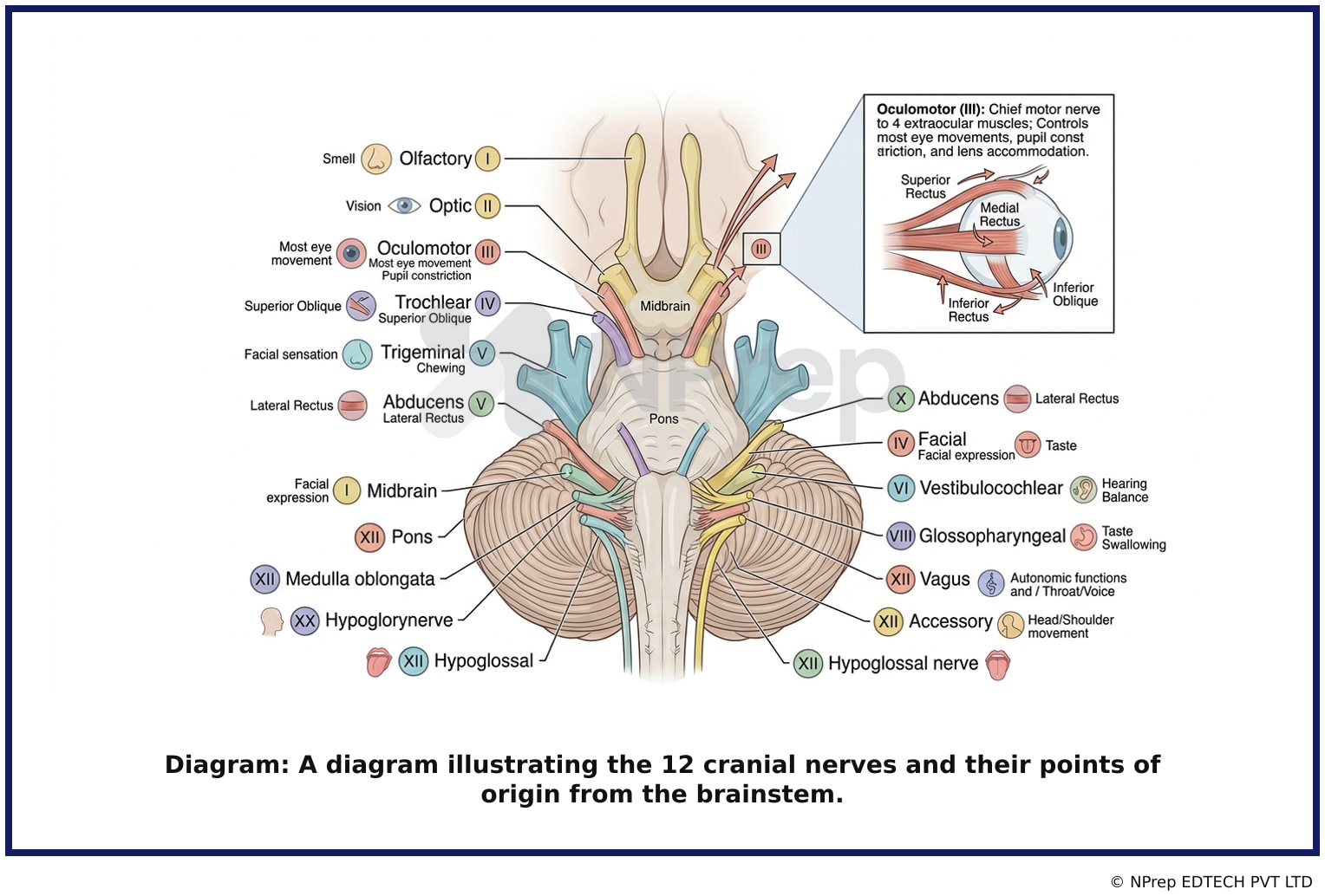 Visual explanation — Related Visual
