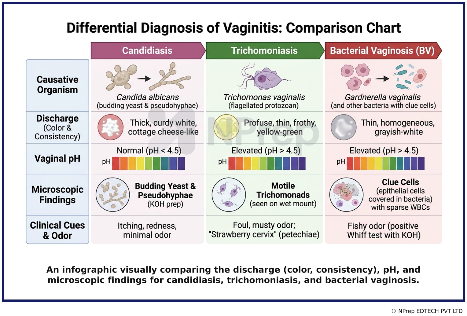Visual explanation — Related Visual