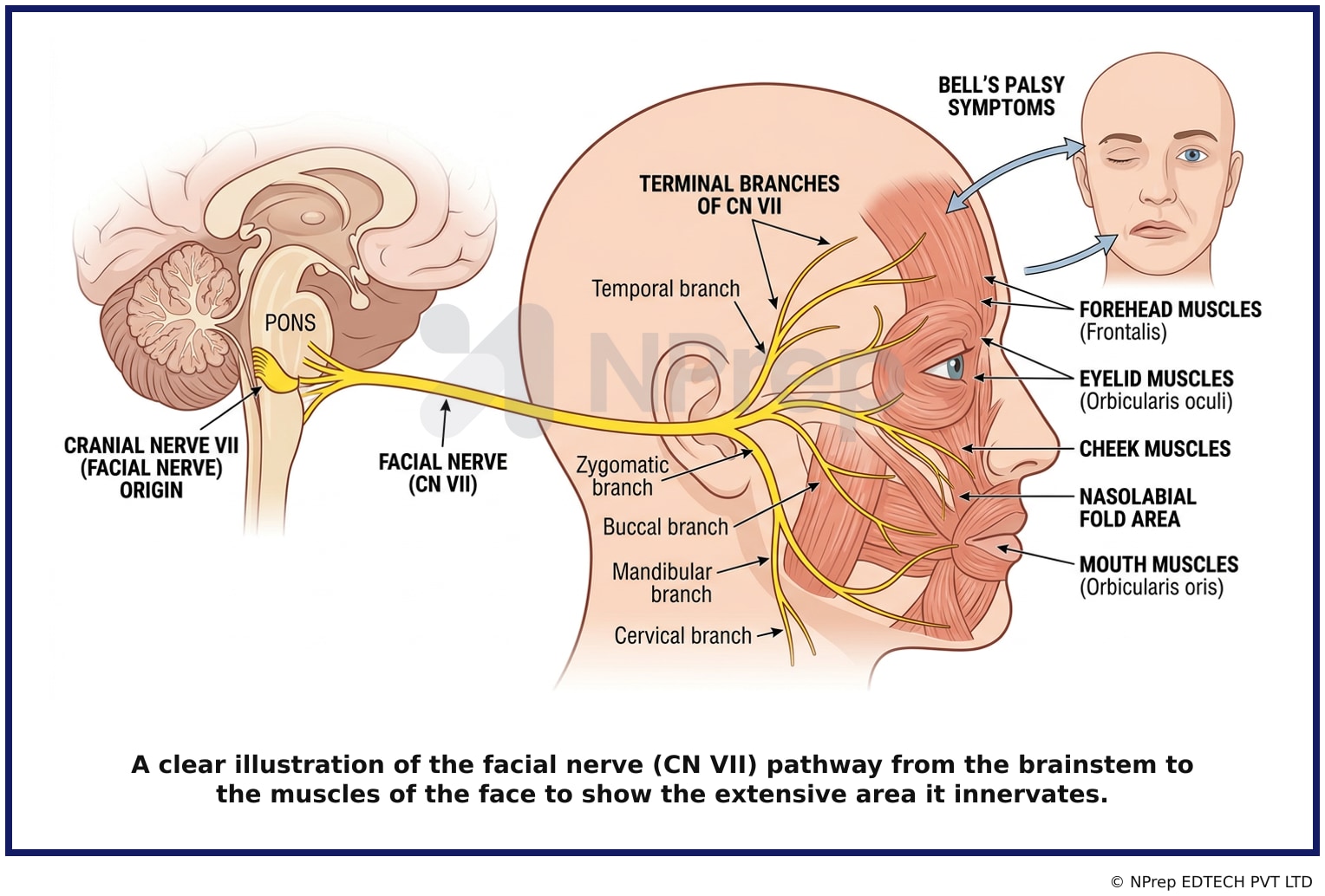 Visual explanation — Related Visual