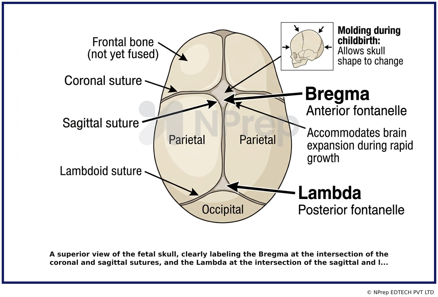 Visual explanation — Related Visual