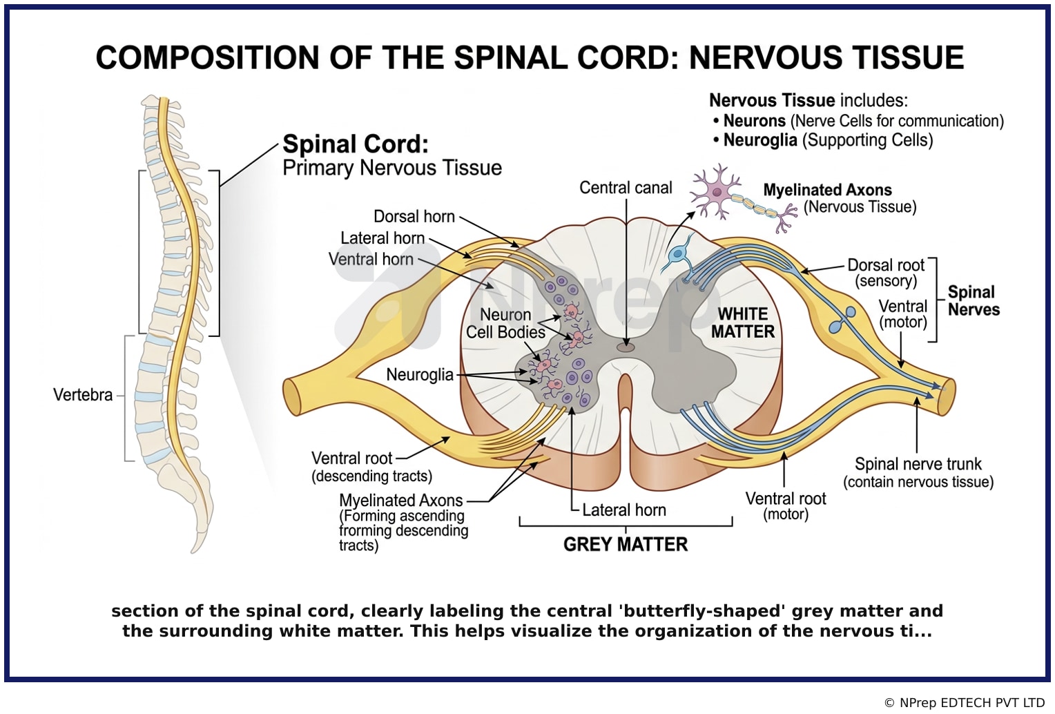 Visual explanation — Related Visual