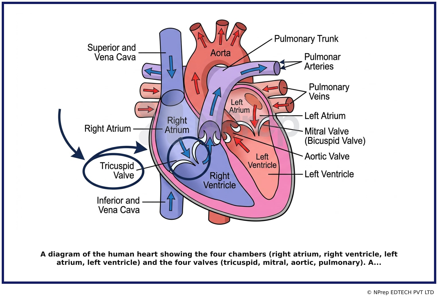Visual explanation — Related Visual