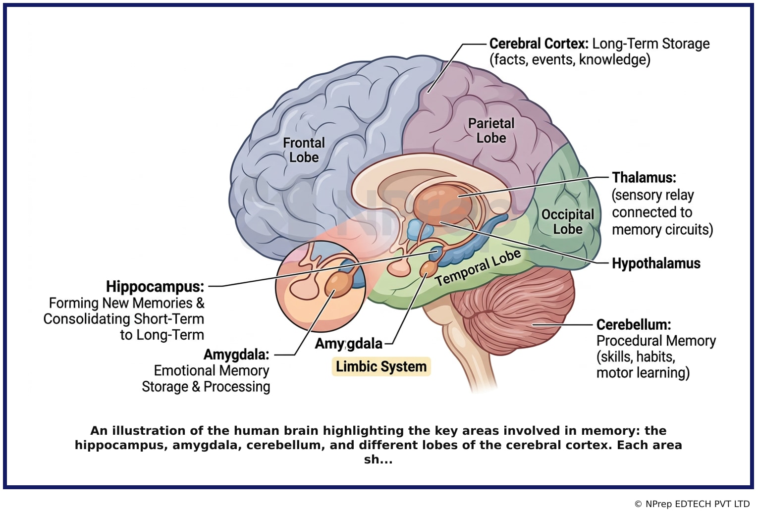 Visual explanation — Related Visual