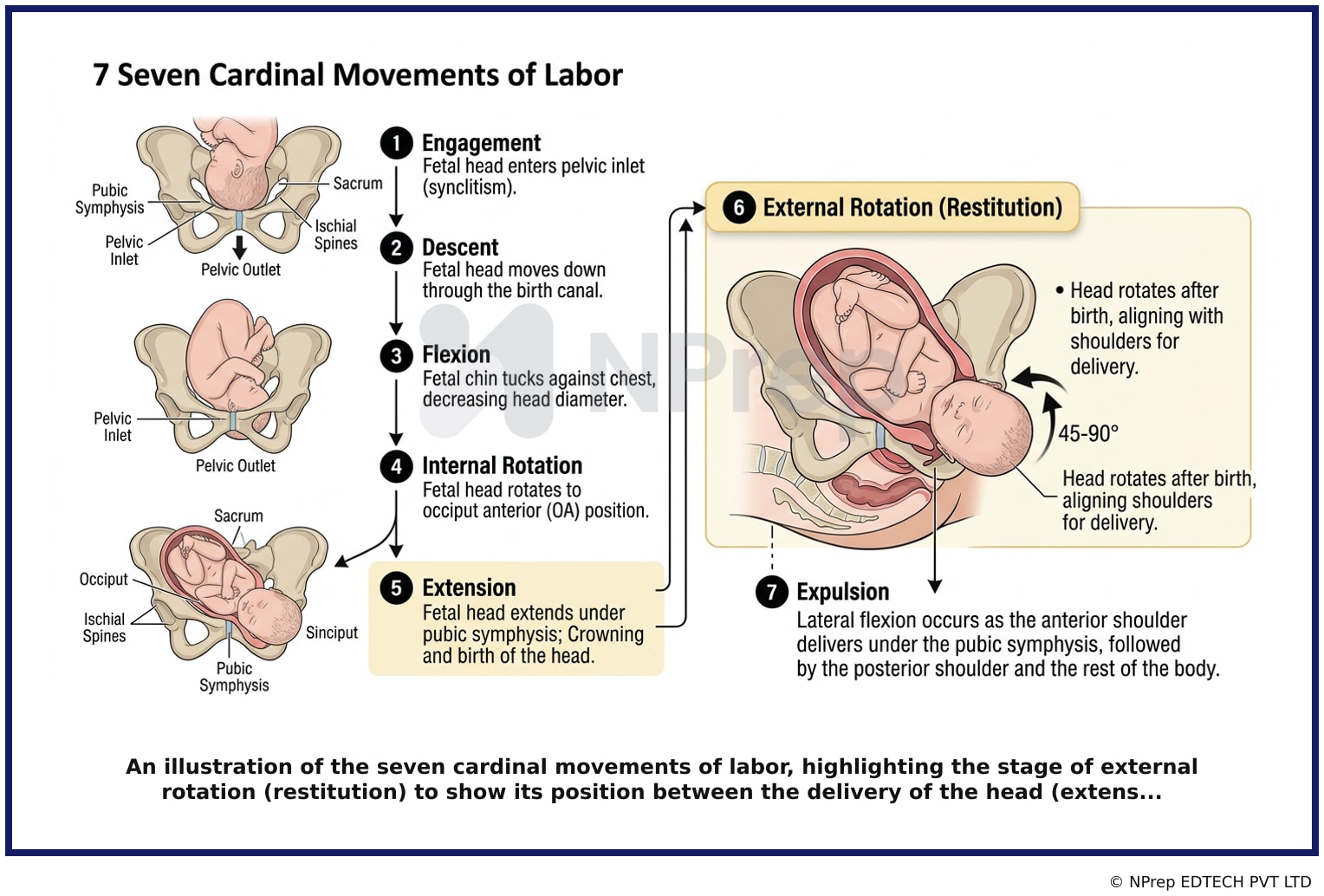 Visual explanation — Related Visual