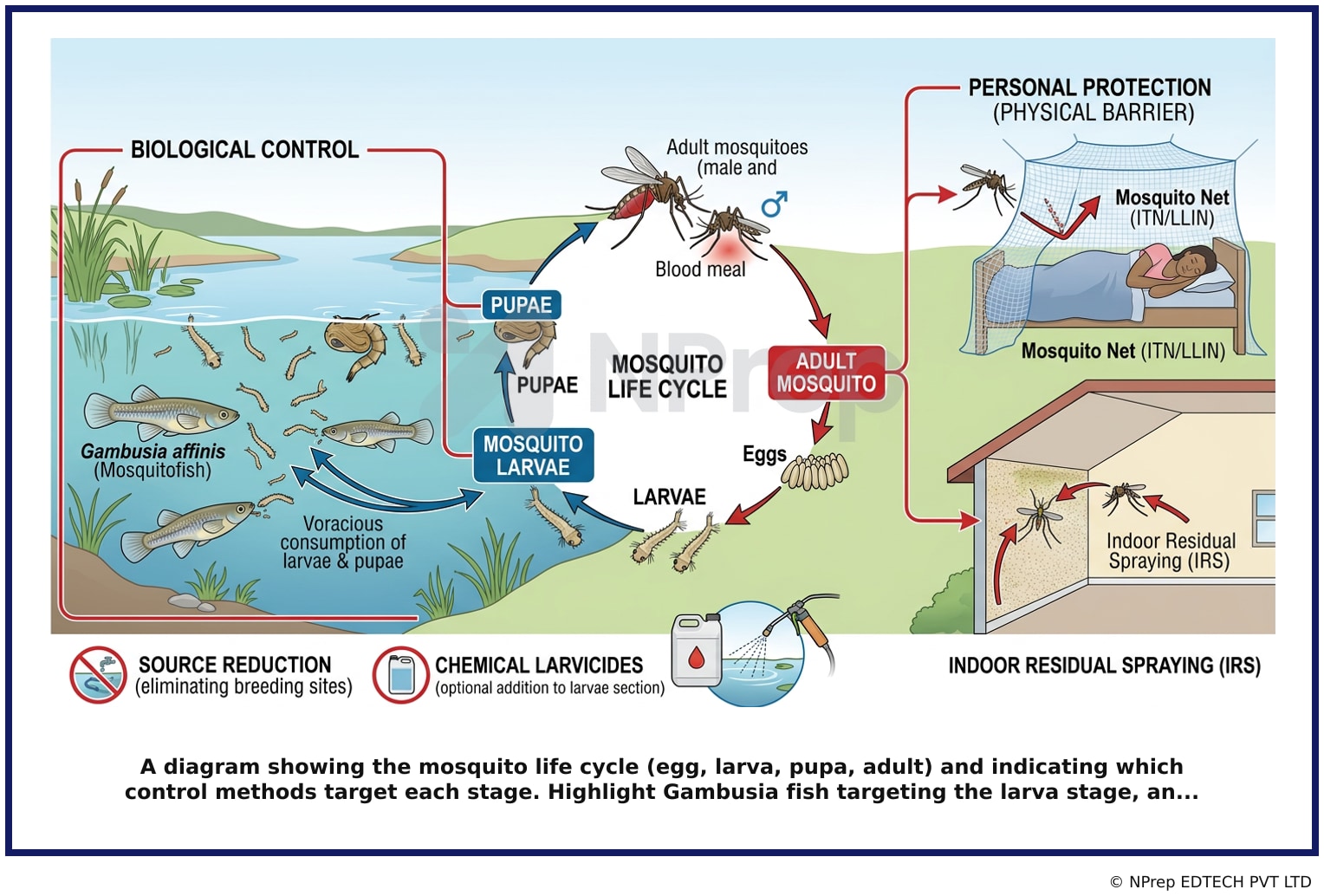 A diagram showing the mosquito life cycle egg, larva, pupa, adult and indicating which control methods target each stage. Highlight Gambusia fish targeting the larva stage, an...