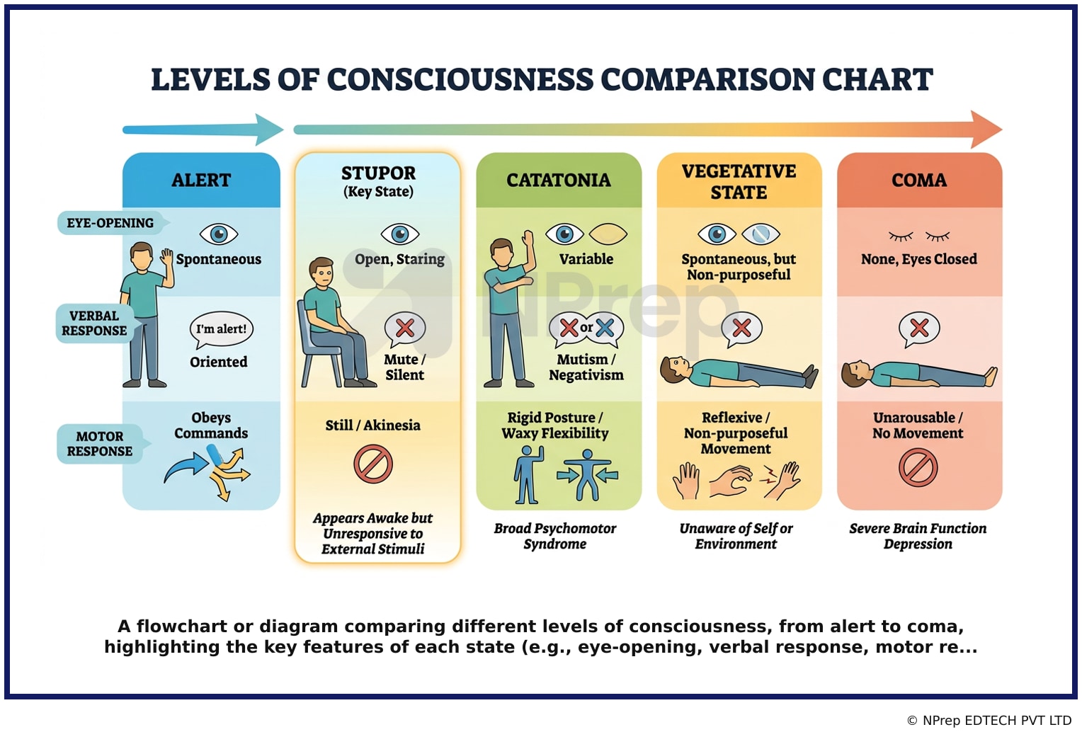 A flowchart or diagram comparing different levels of consciousness, from alert to coma, highlighting the key features of each state e.g., eye-opening, verbal response, motor re...