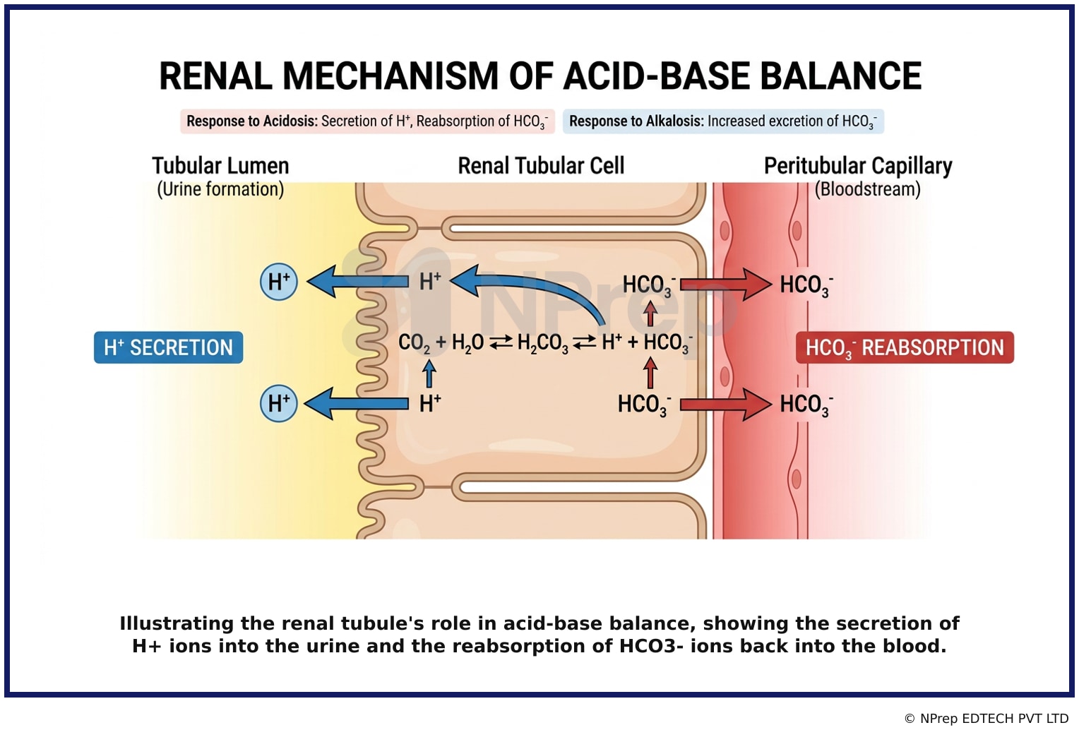Illustrating the renal tubules role in acid-base balance, showing the secretion of H+ ions into the urine and the reabsorption of HCO3- ions back into the blood.