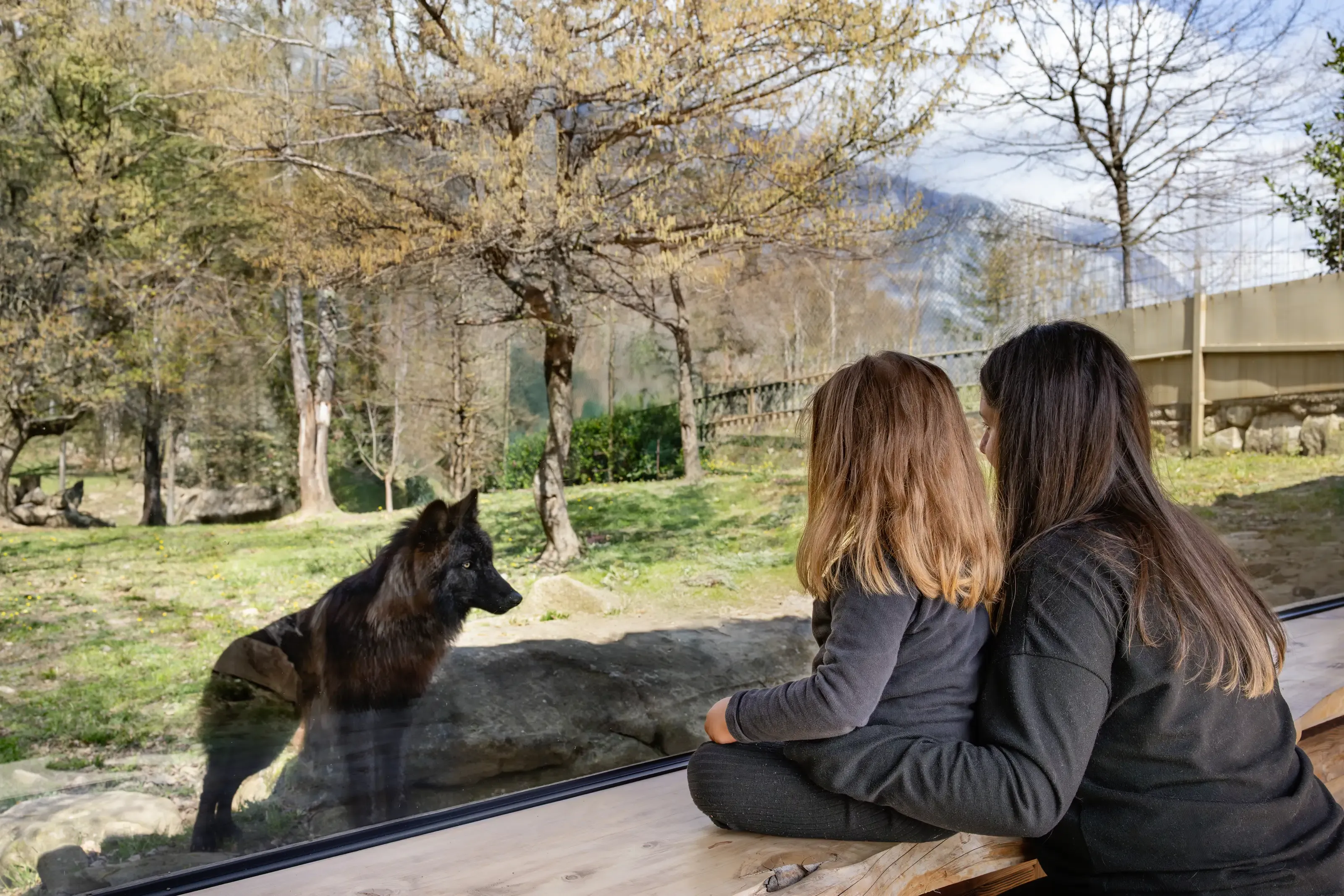 Loup au parc animalier des Pyrénées