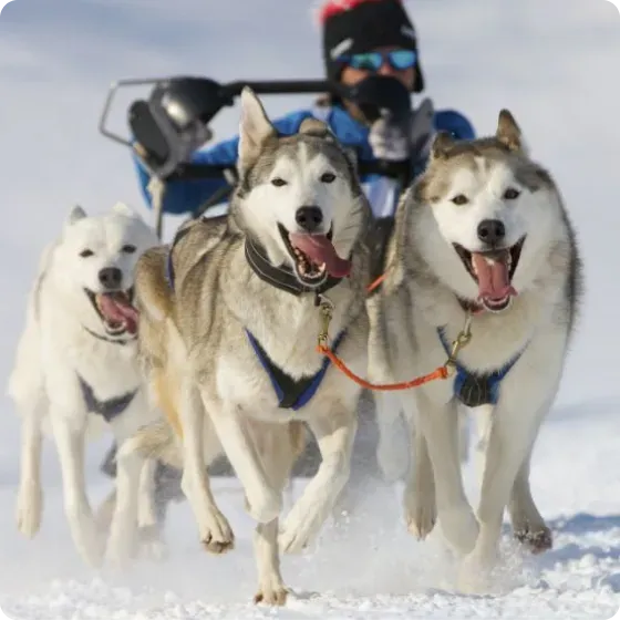 chiens de traineaux