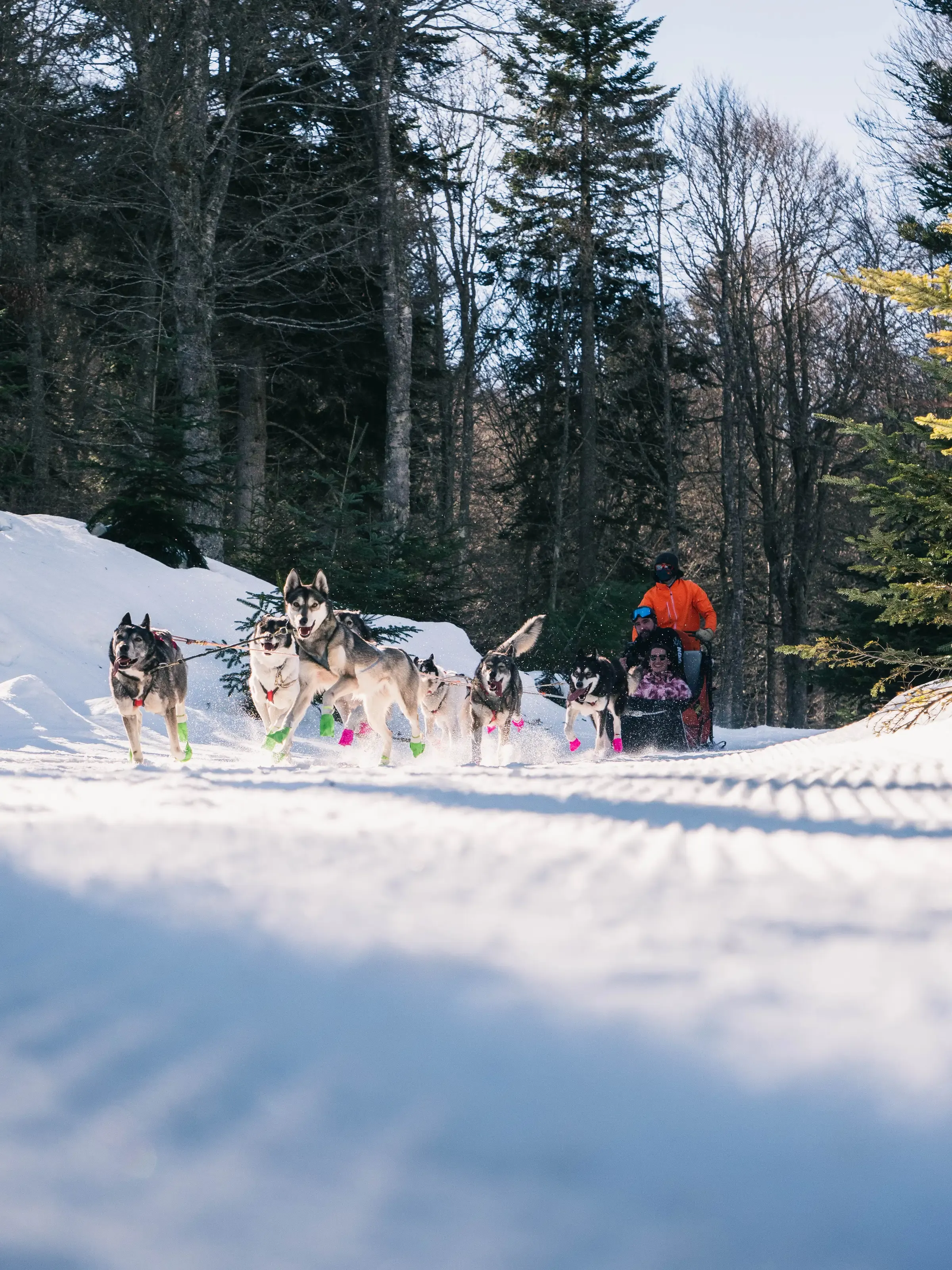 Chiens de traîneaux Barèges