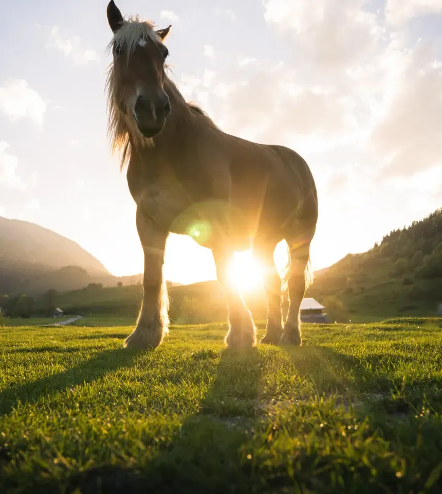 Vue d'un cheval vers le Col d'Aubisque