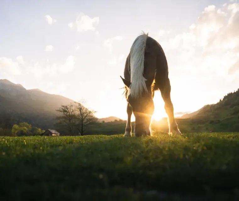 caballo con atardecer detrás