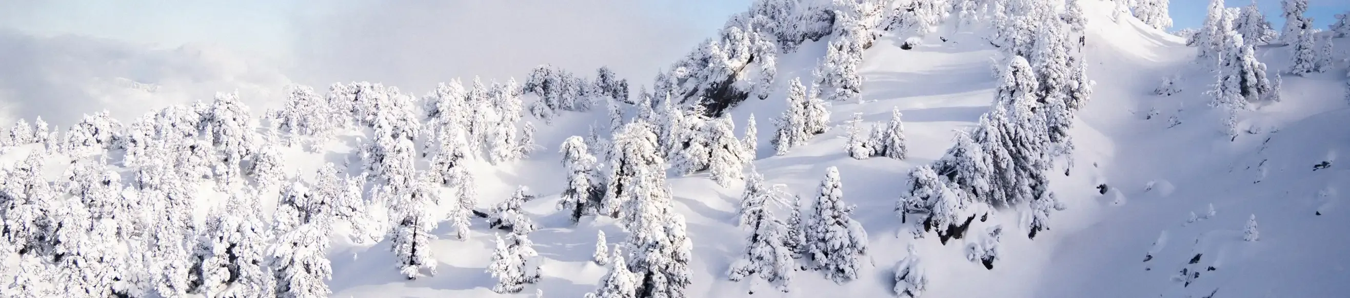 View of the snow-covered fir trees of La Pierre St Martin