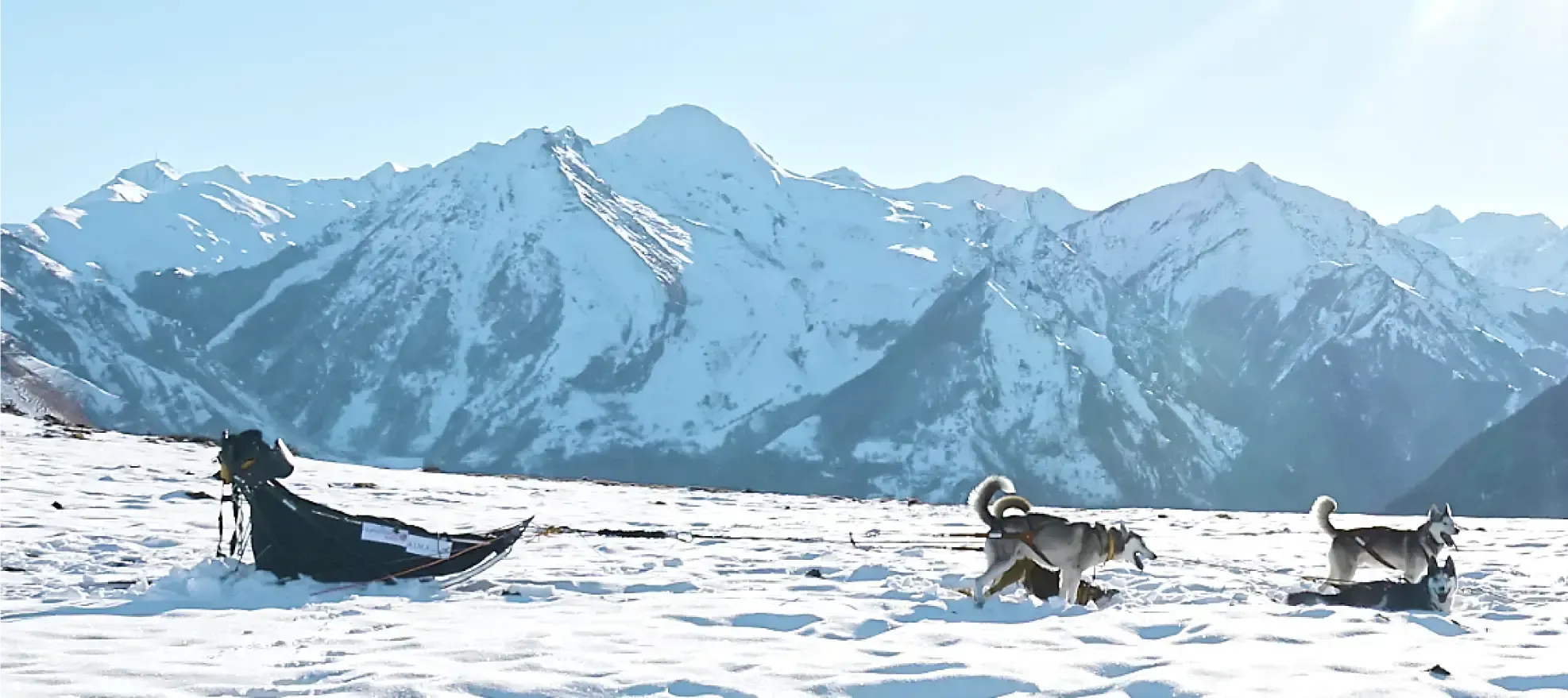 Huskies escapade
