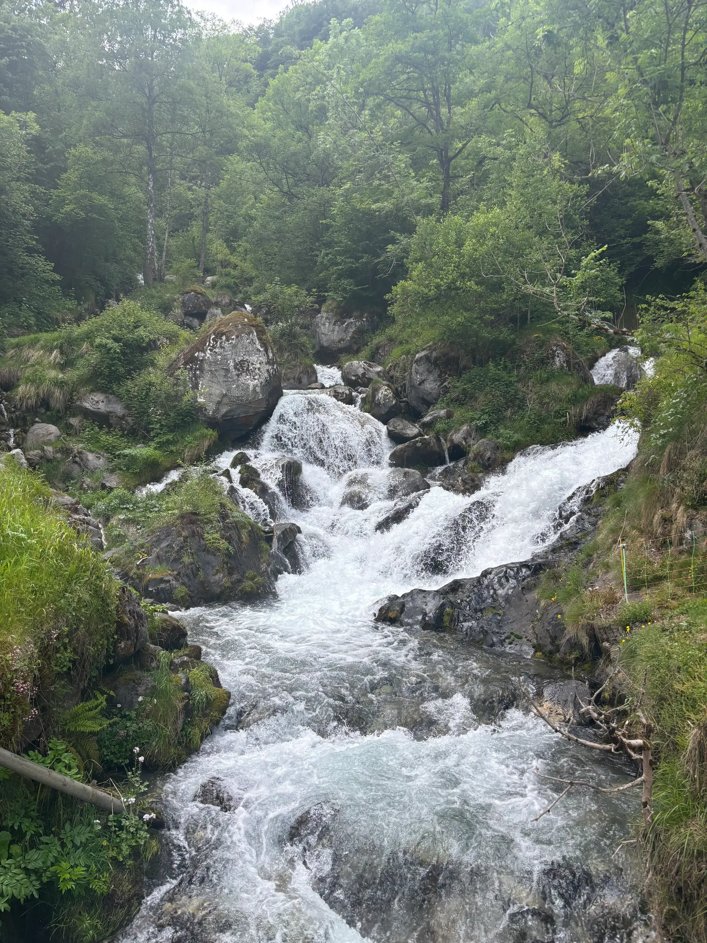 Un torrent de montagne cascade à travers des rochers au milieu d'une forêt dense et verdoyante.