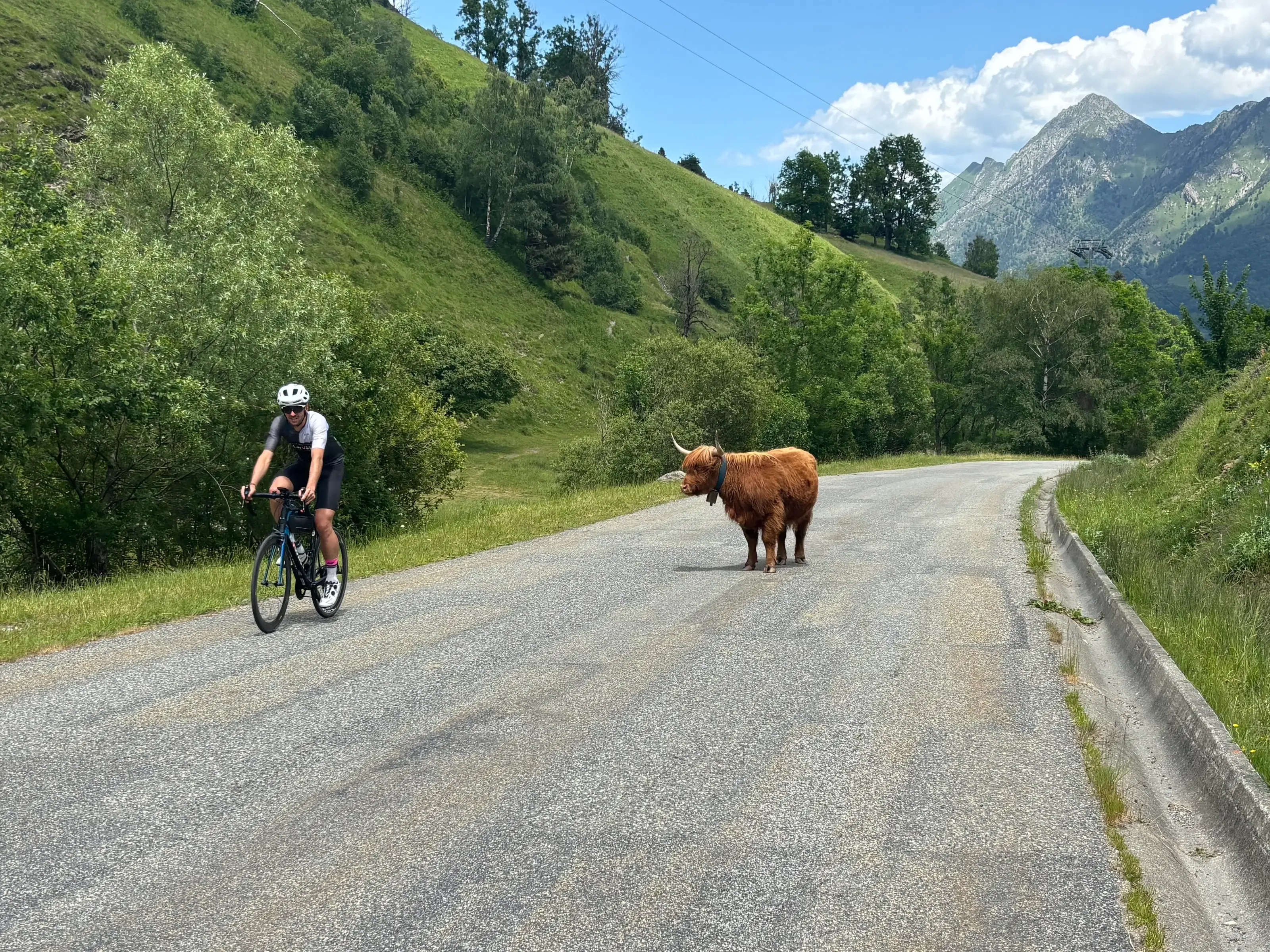 Un cycliste roule sur une route de montagne ensoleillée et croise une vache marron aux longs cornes au milieu de la chaussée, entouré de sommets verdoyants.