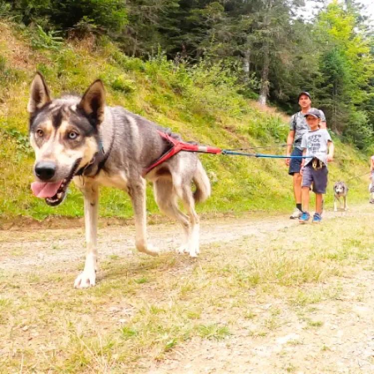Cani rando dans le Val d'Azun