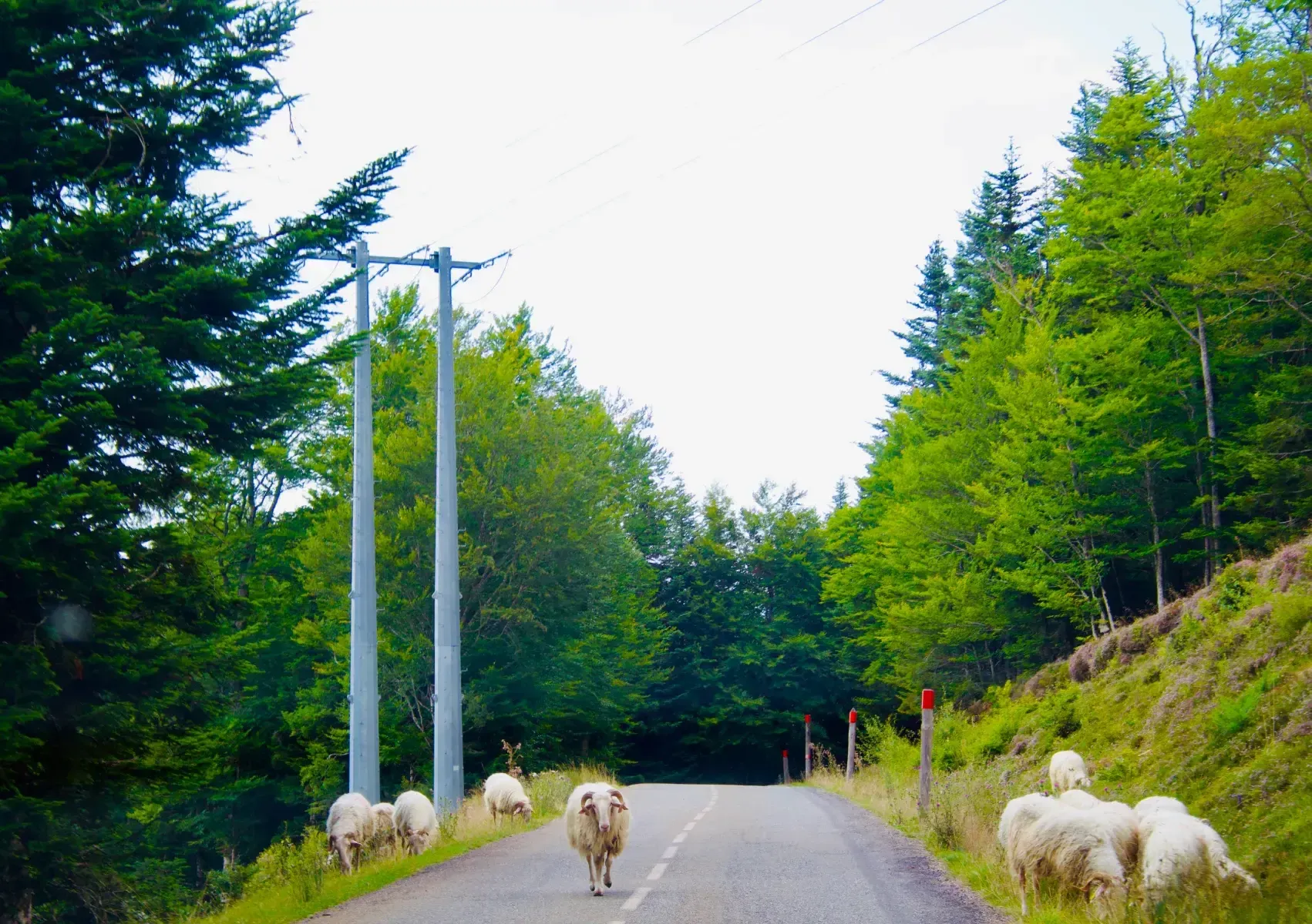 mouton au col du soudet