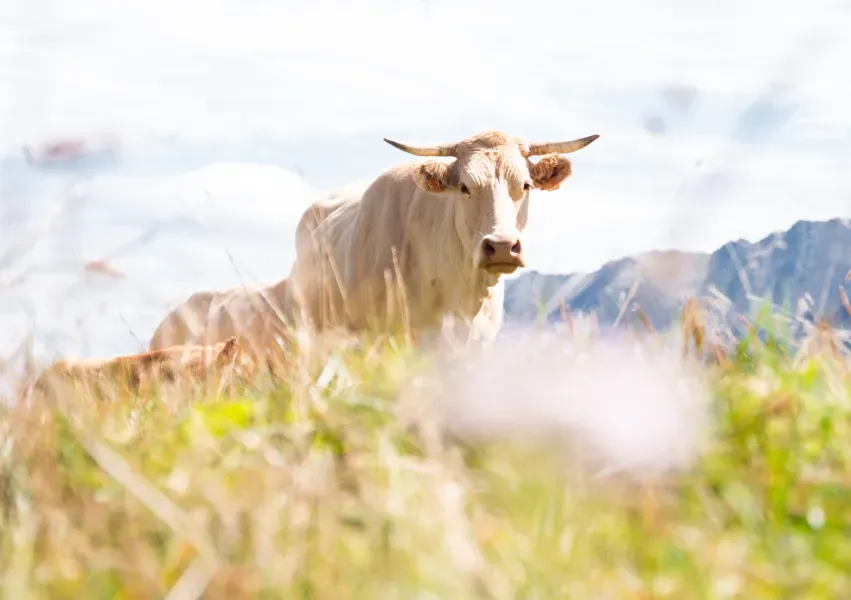une vache en estive à Piau Engaly