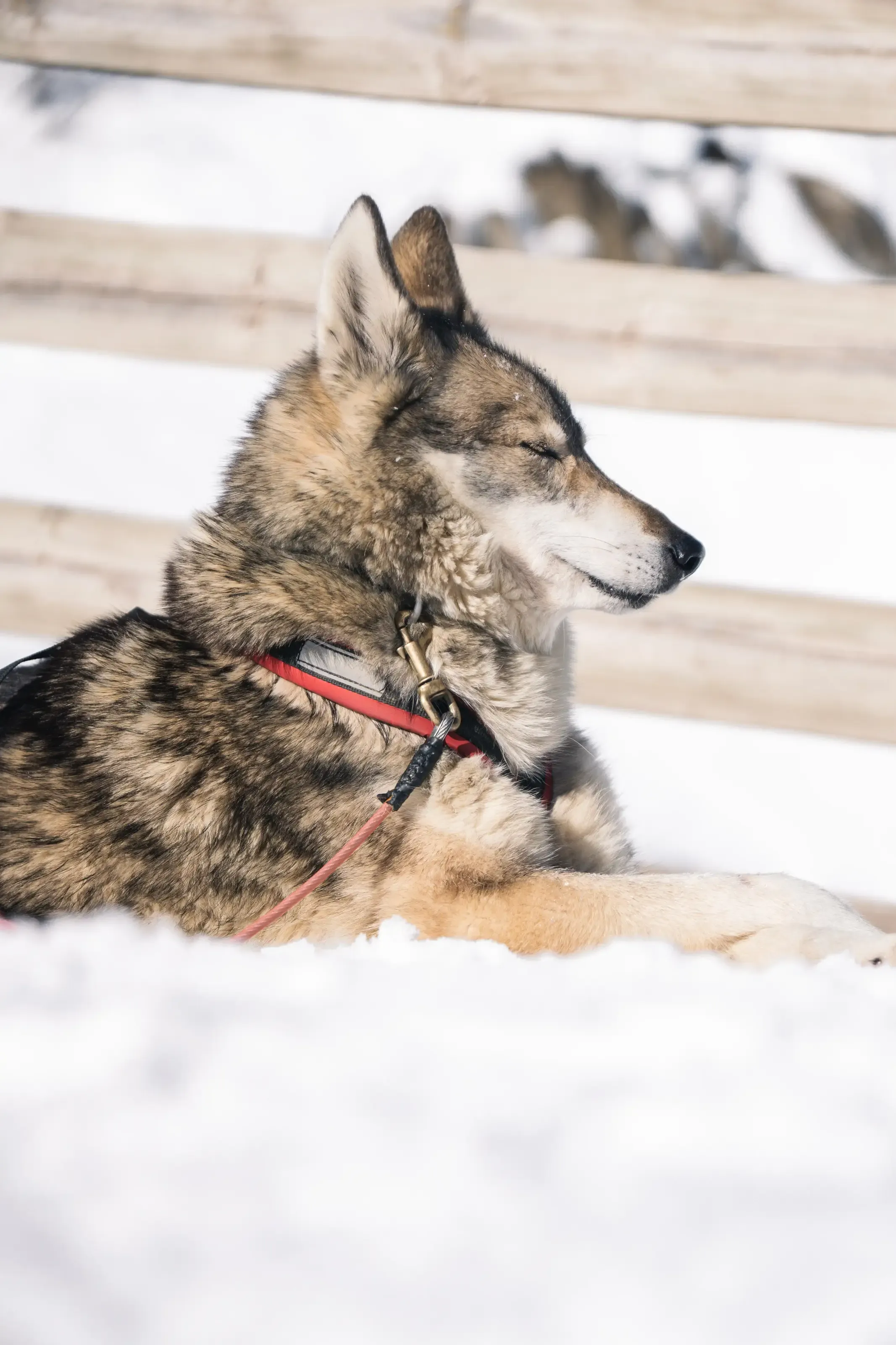 Un chiens de traineaux attendant le départ de l'attelage.