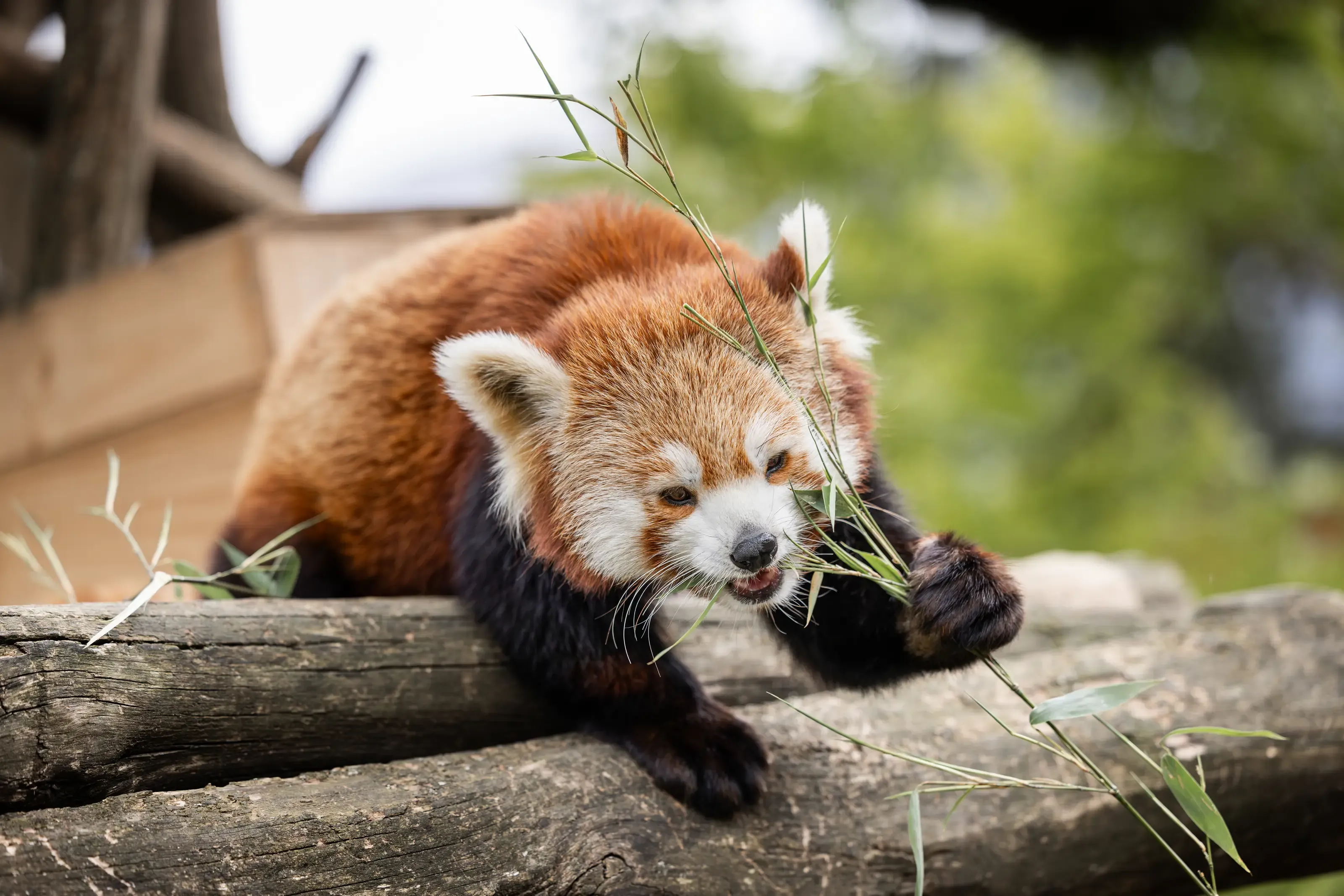Panda roux au parc animalier