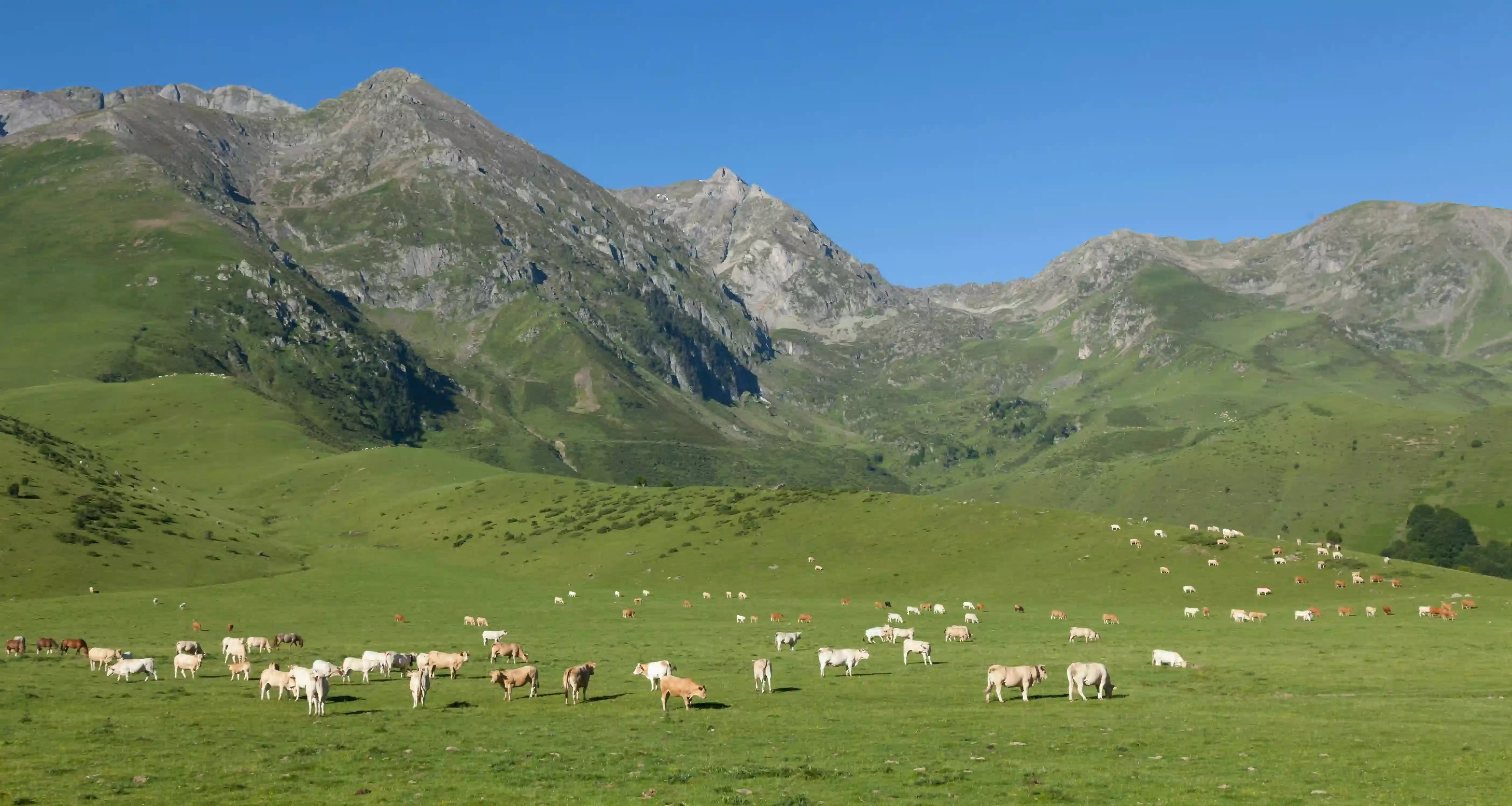 Image de paysage et de vaches
