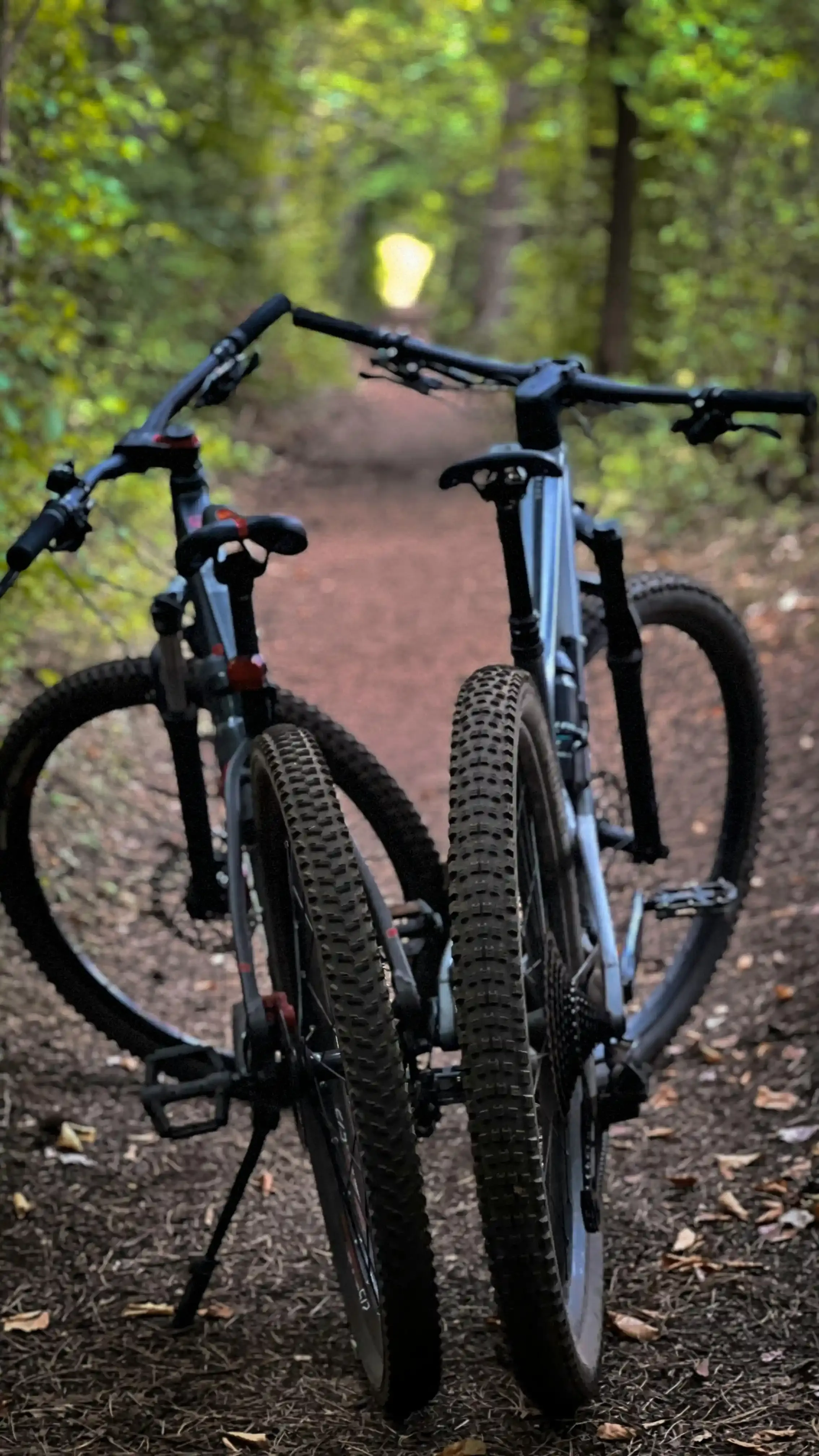 Image VTT allée