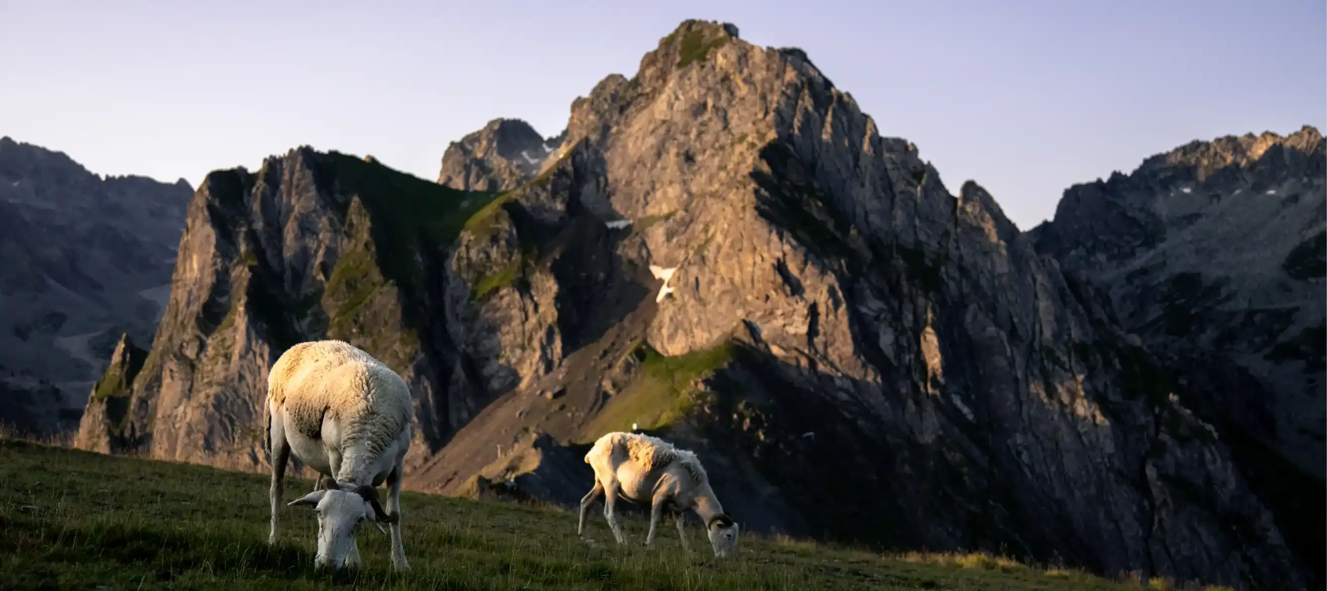 brebis au col du tourmalet