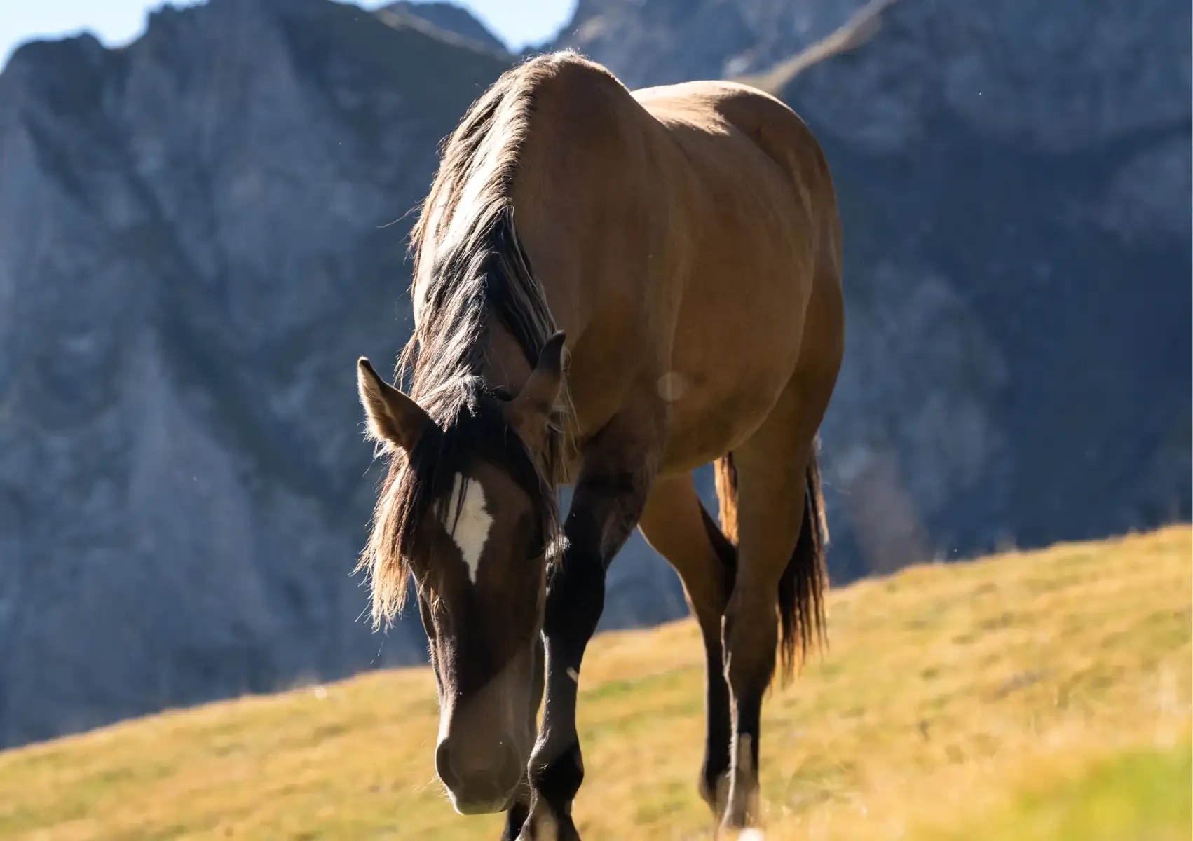 cheval au col du tourmalet