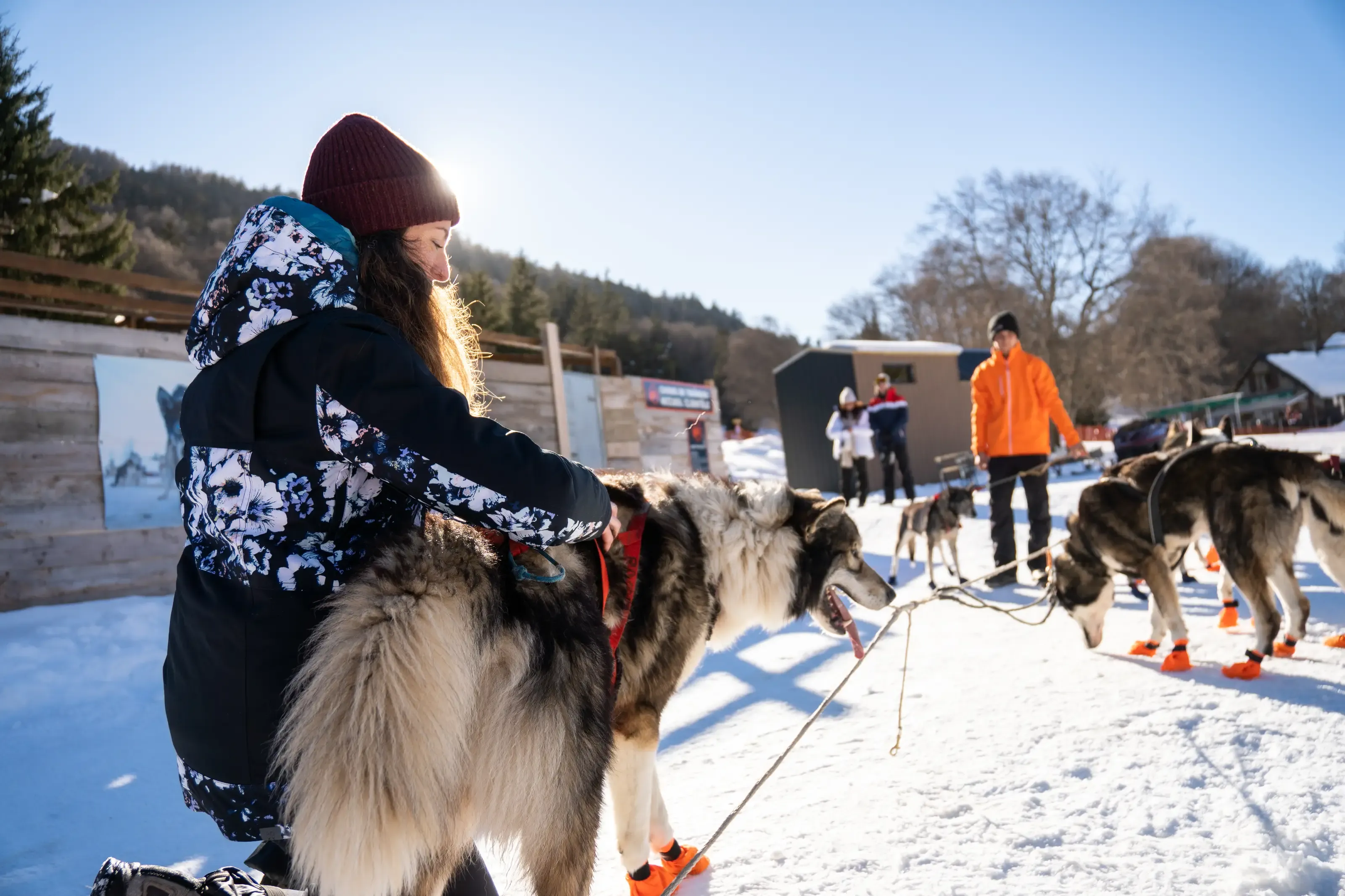 Chiens de traîneaux station du Tourmalet 