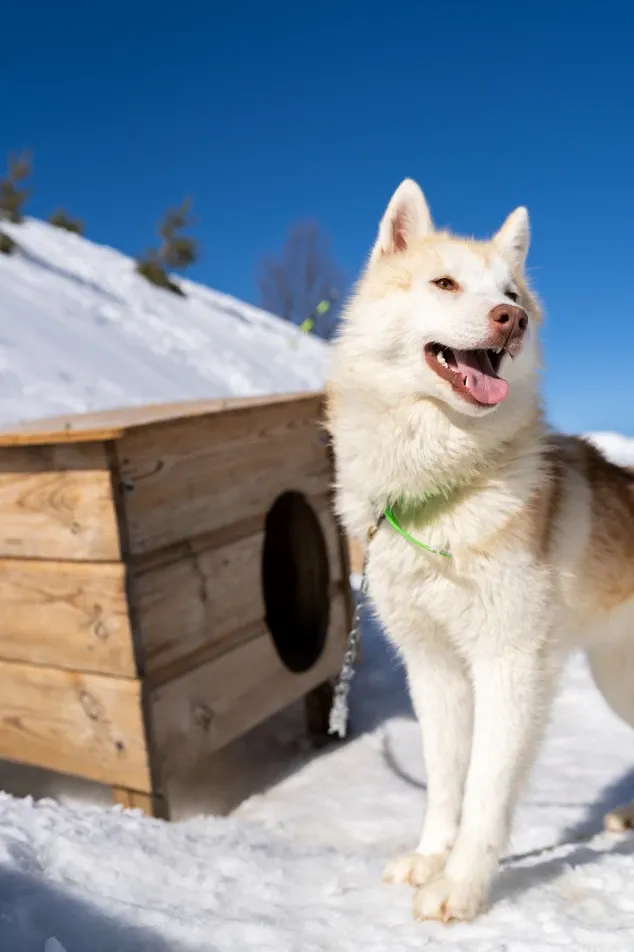 Dog sledding in Gourette