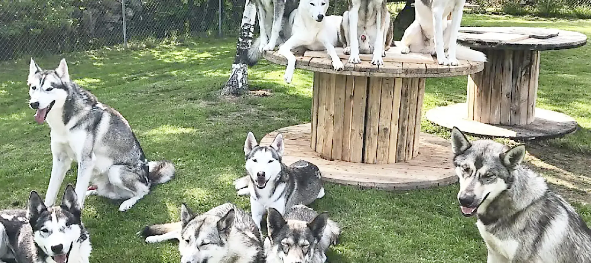 Huskies de Sibérie dans un jardin