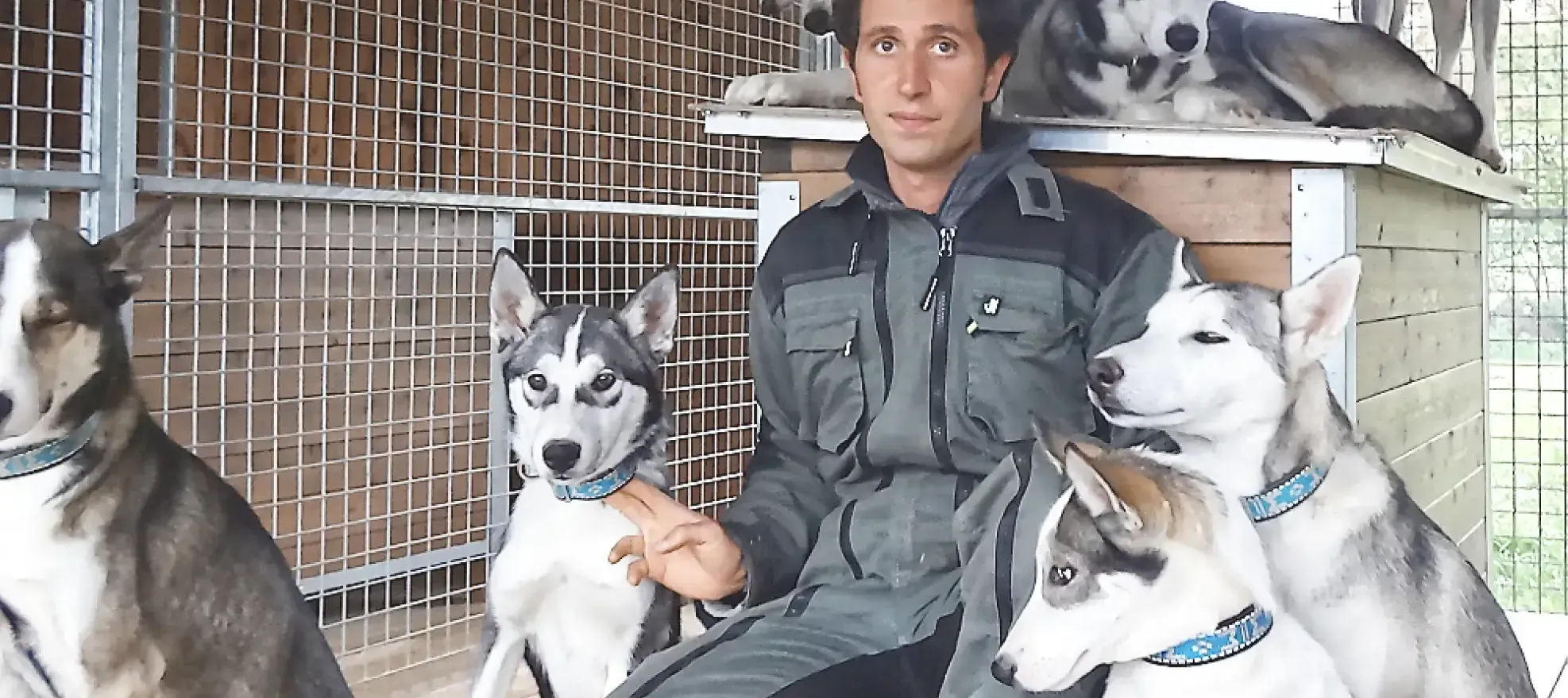 Musher avec chiens de traineaux
