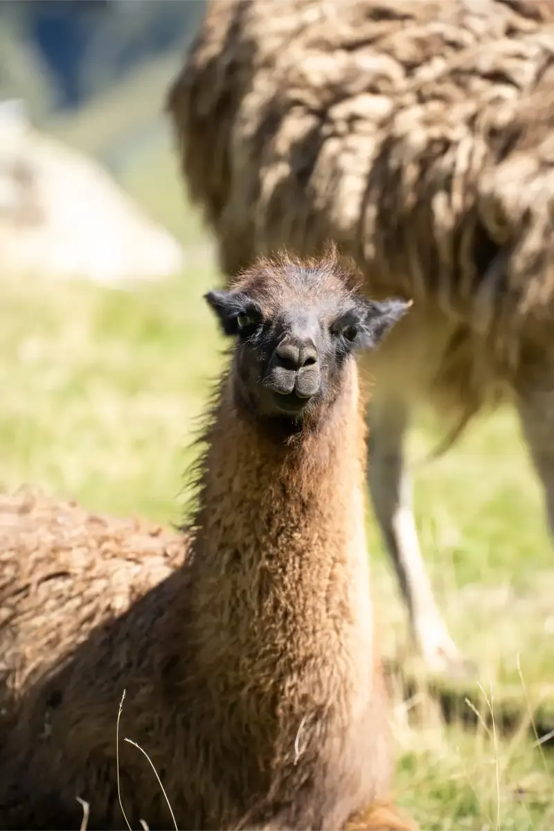 lama au col du tourmalet