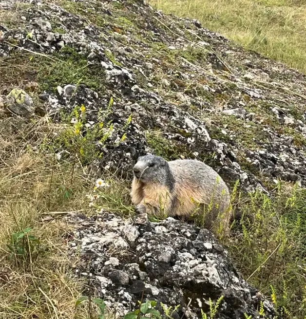 alpine marmot