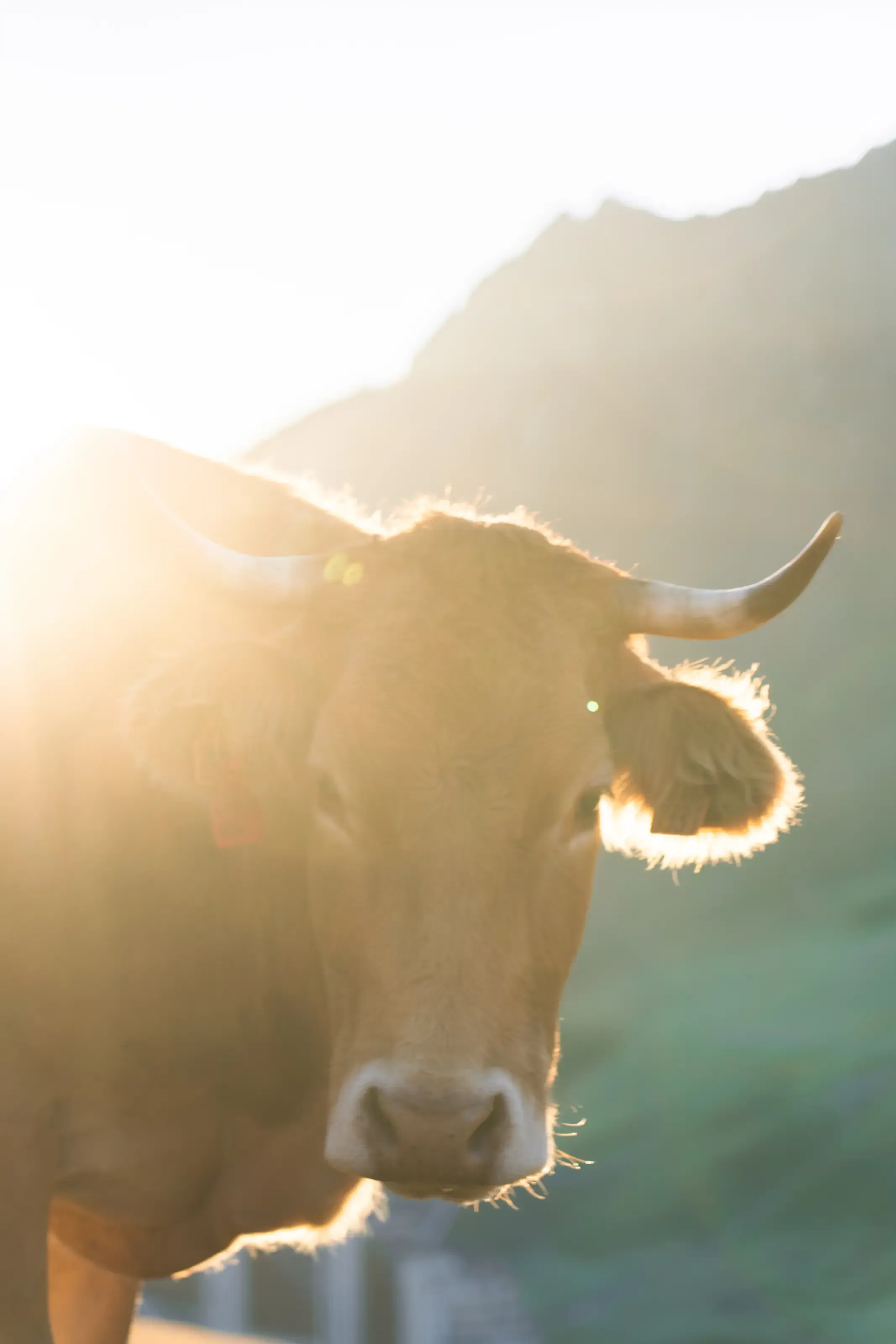 vache 