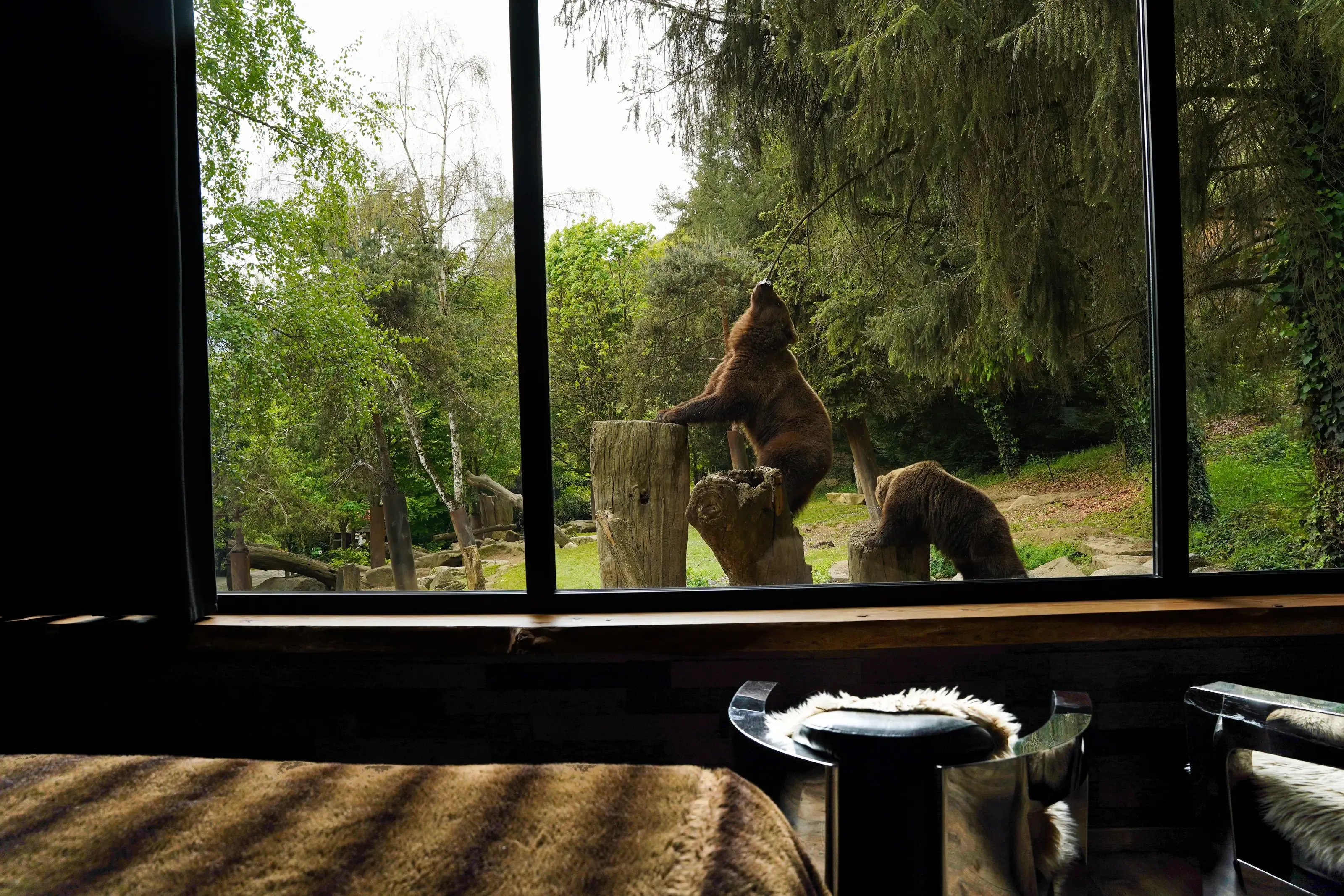 Ours au Parc animalier des Pyrénées 