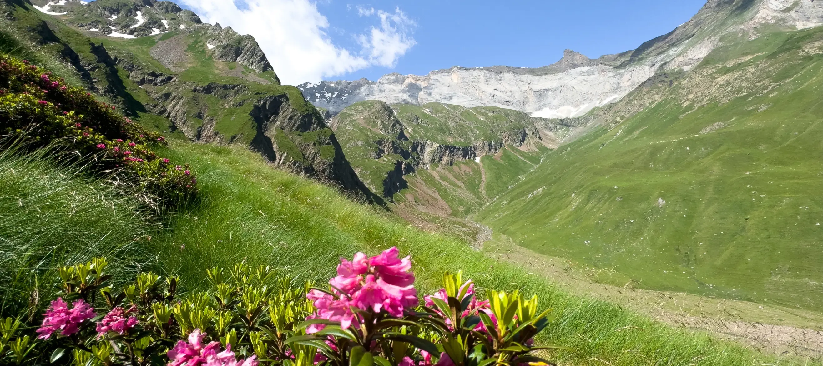 Fleurs en randonnée à Piau Engaly