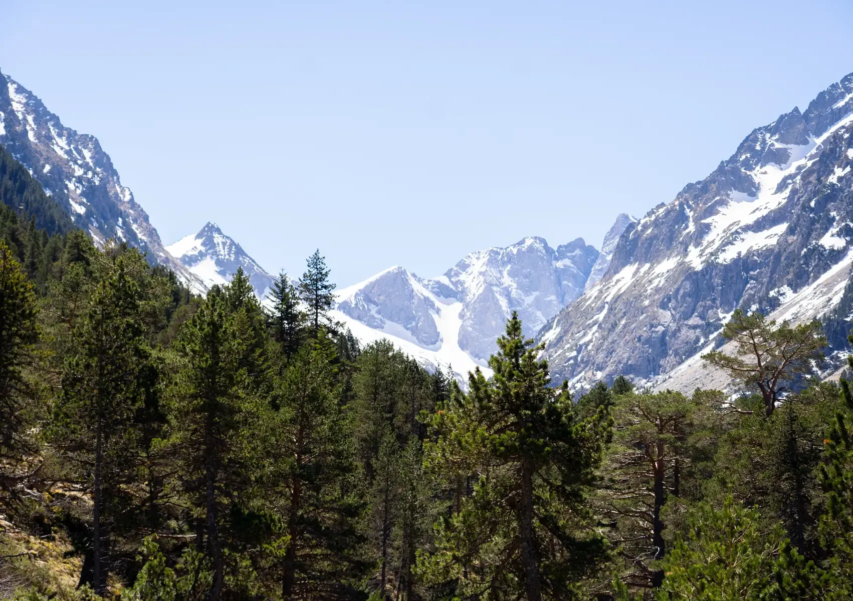 Vue sur les sommets et les cimes des arbres