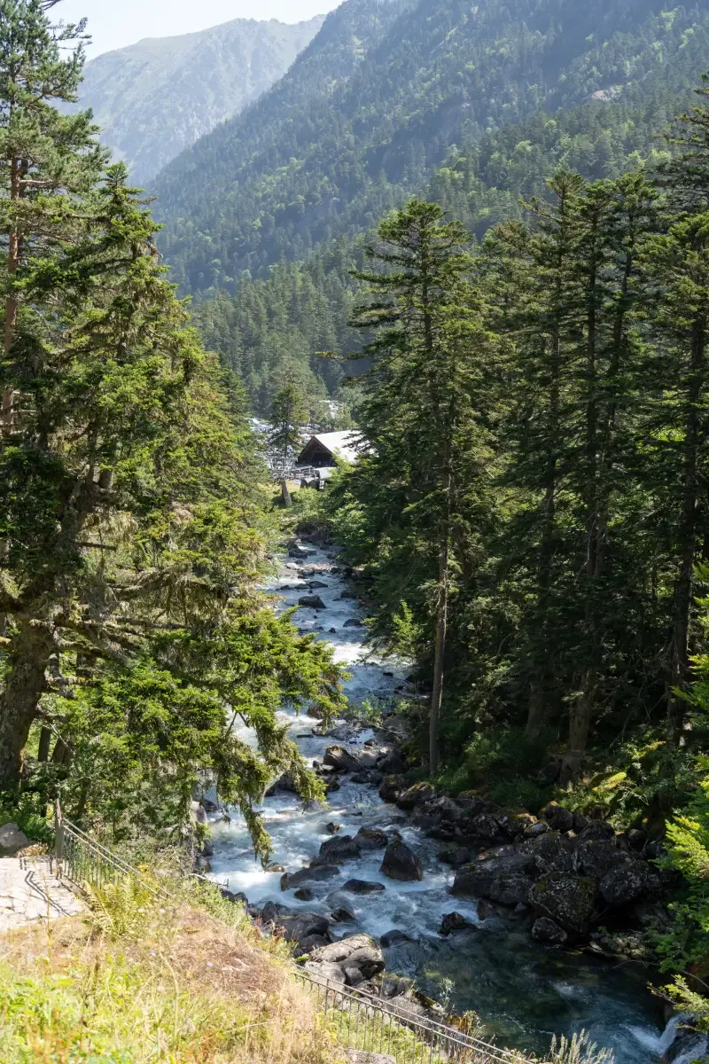 Rivière sillonnant entre les arbres