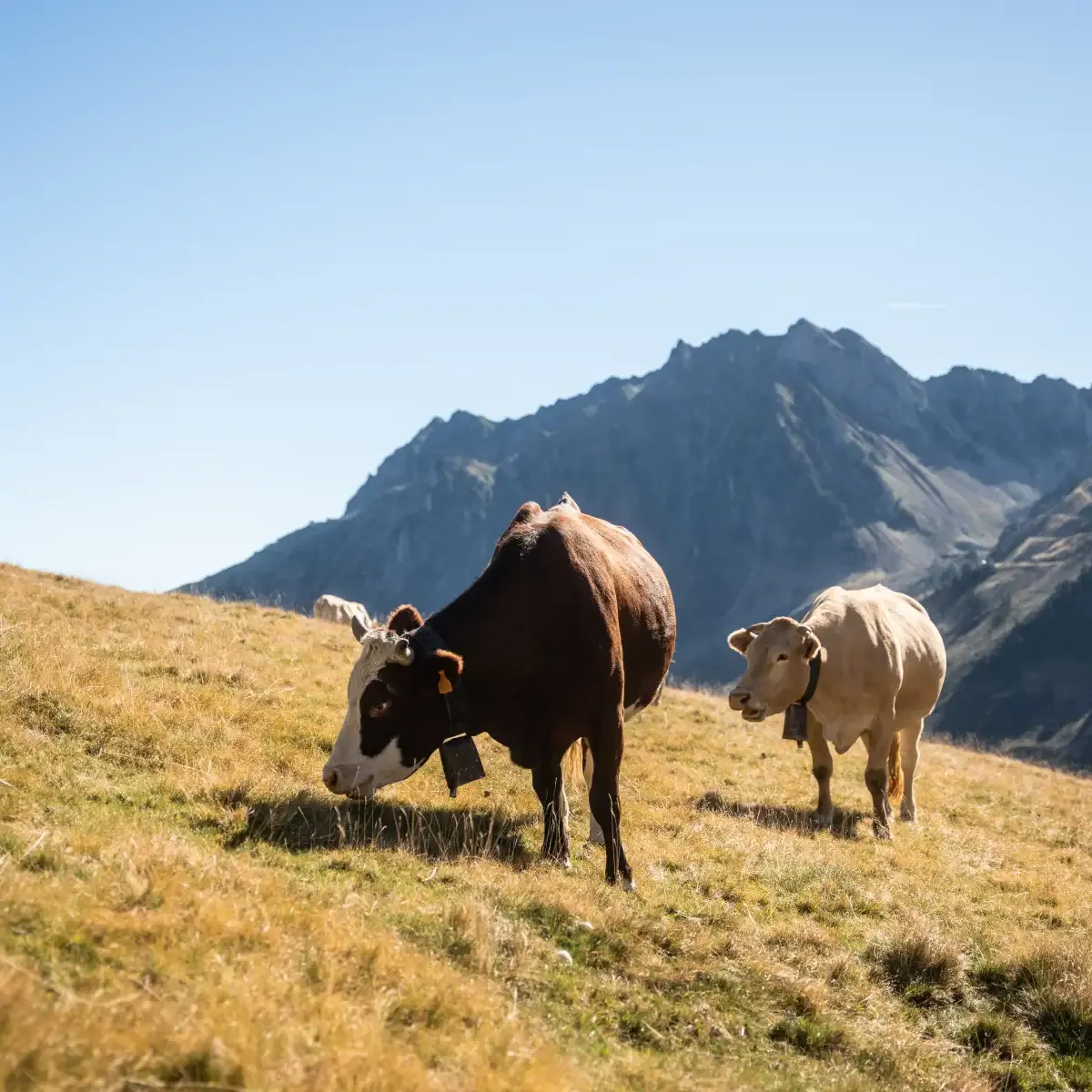 vaches au col du tourmalet