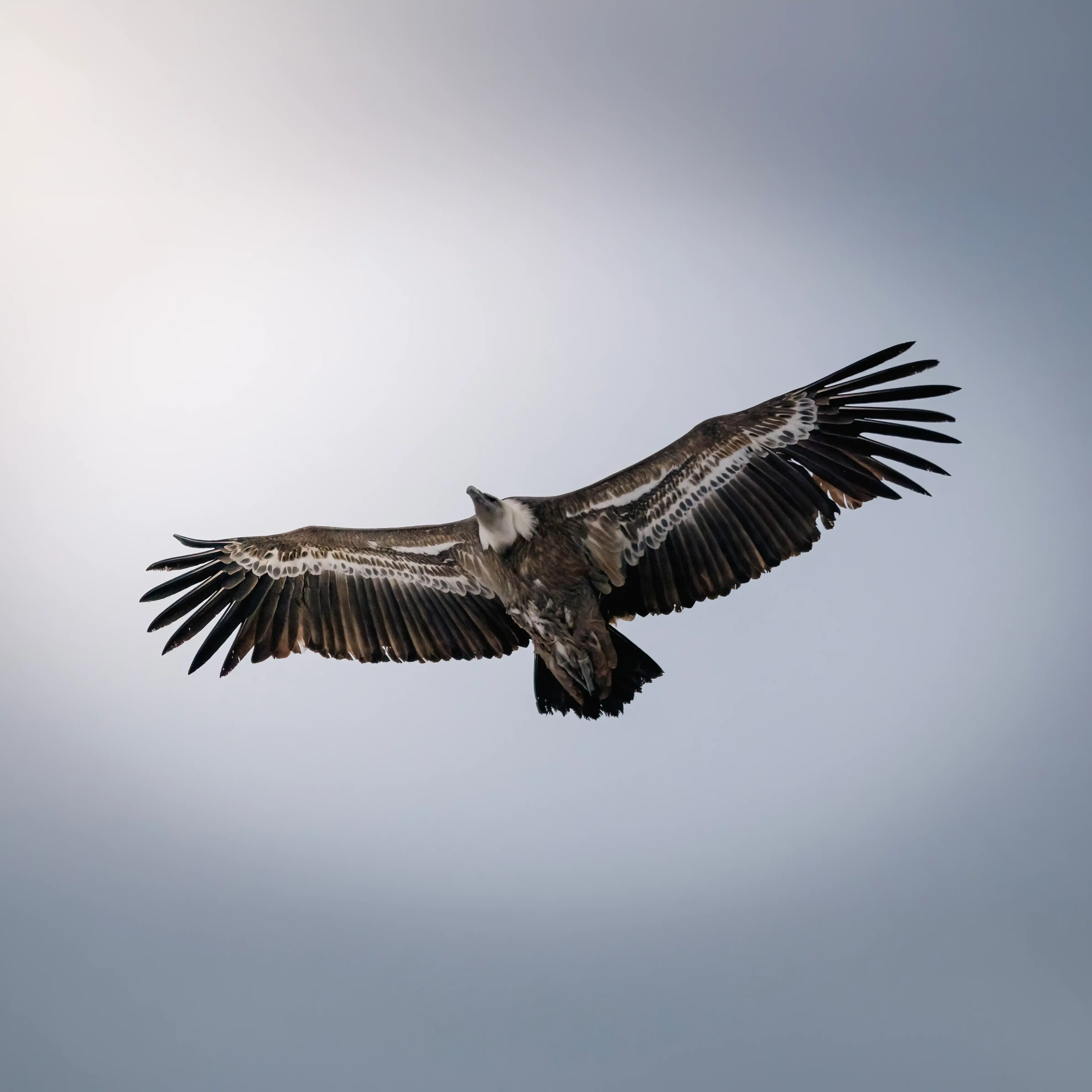Gros oiseau (il ne faut pas l'utiliser en dehors de la com des guides de Pau)