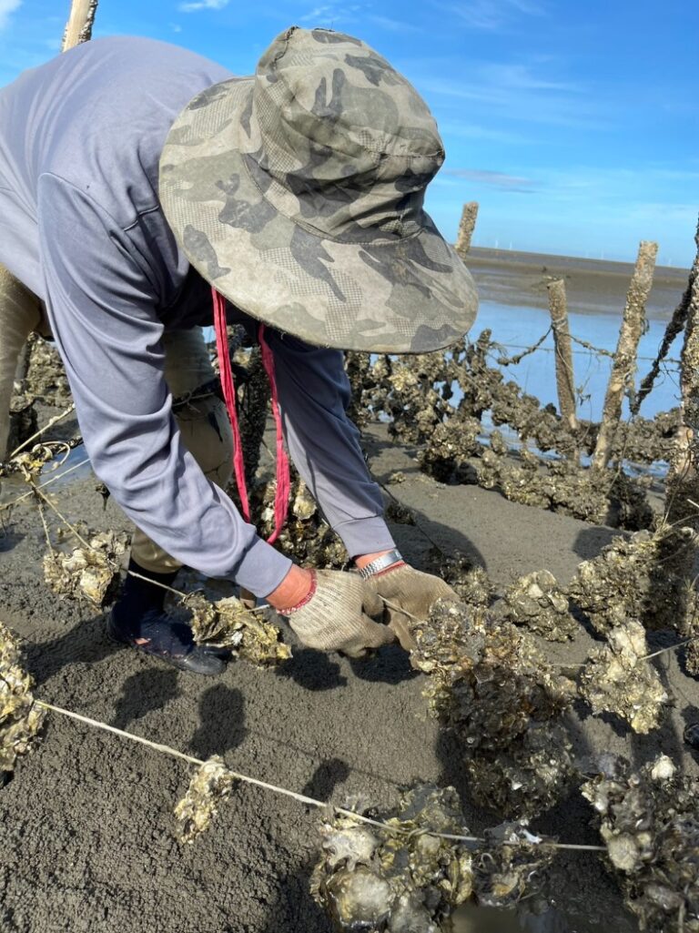Green Pine Community College uses Xiangshan Wetland and oyster farming areas as learning environments connecting marine ecology, local livelihoods and sustainability education.